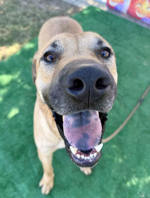 Clyde, a Adoptable mixed breed image 5/6