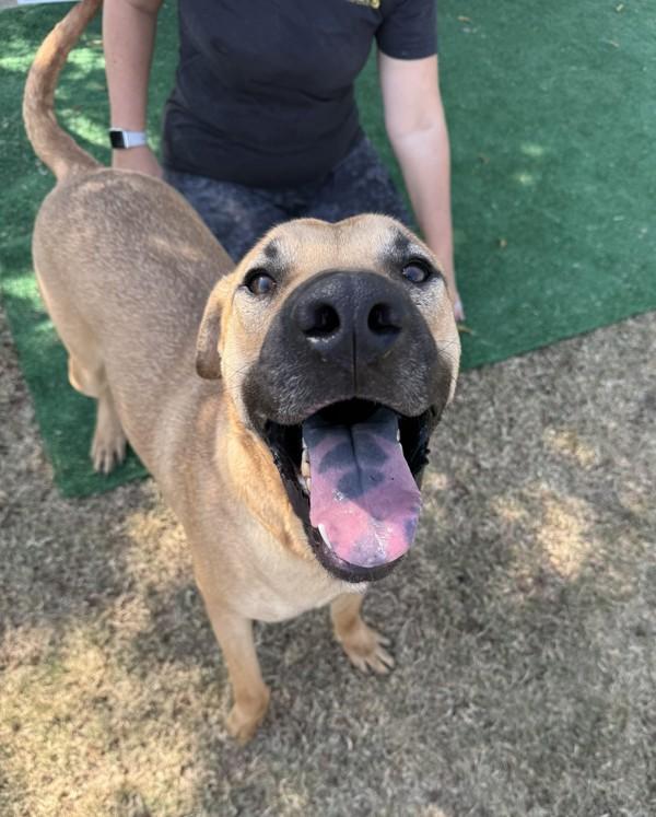 Clyde, a Adoptable mixed breed image 6/6