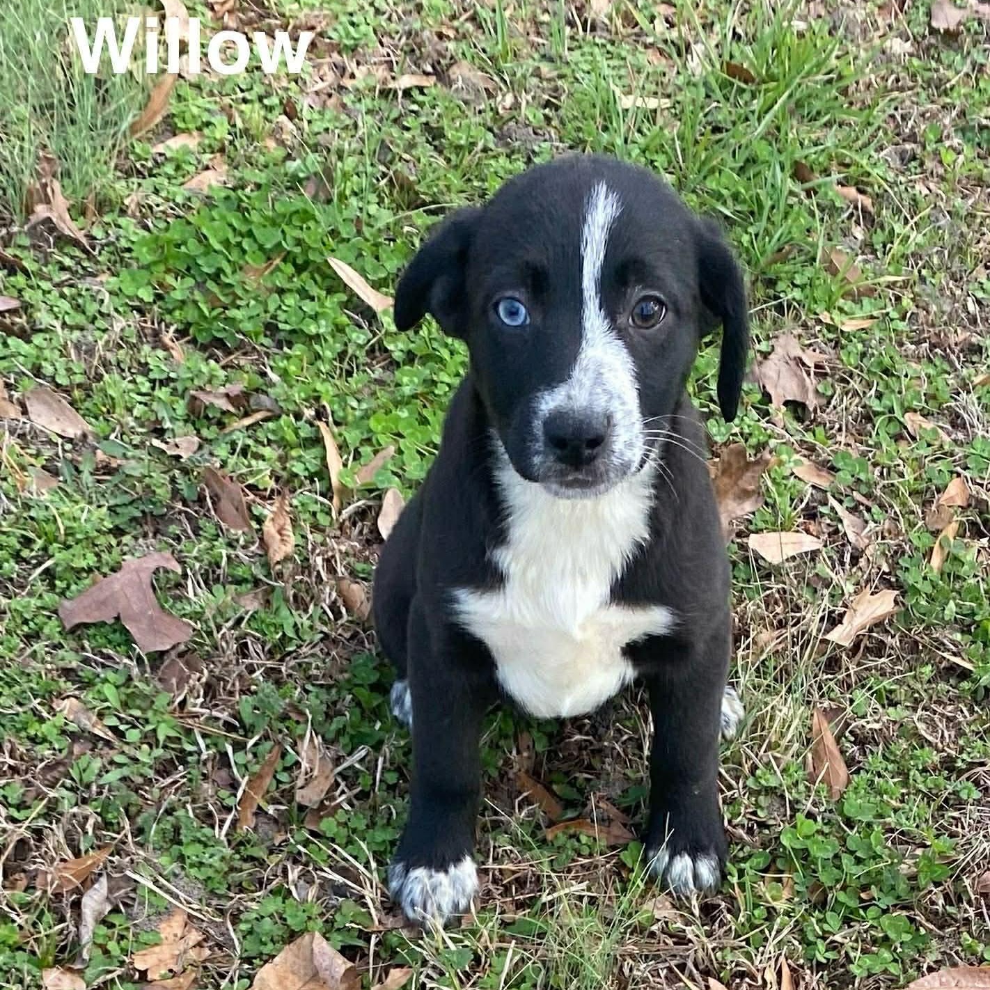 Willow, Adoptable, Puppy Female Beagle.