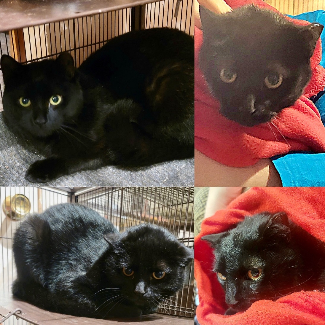 Enlarge Opal, a Adoptable Domestic Short Hair in Huntington, NY image 1/1