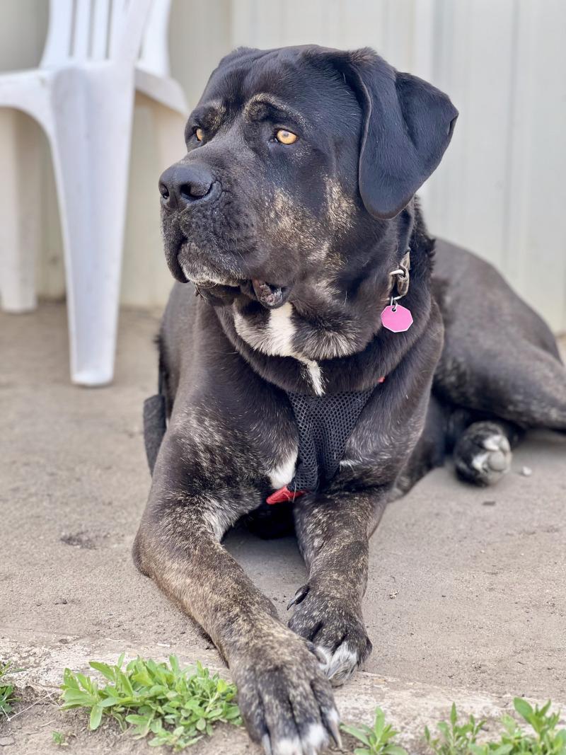 Enlarge Bud, a Adoptable Mastiff in Yankton, SD image 1/6