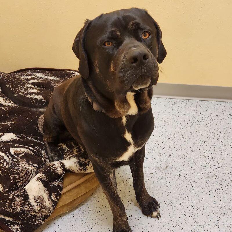 Enlarge Bud, a Adoptable Mastiff in Yankton, SD image 2/6