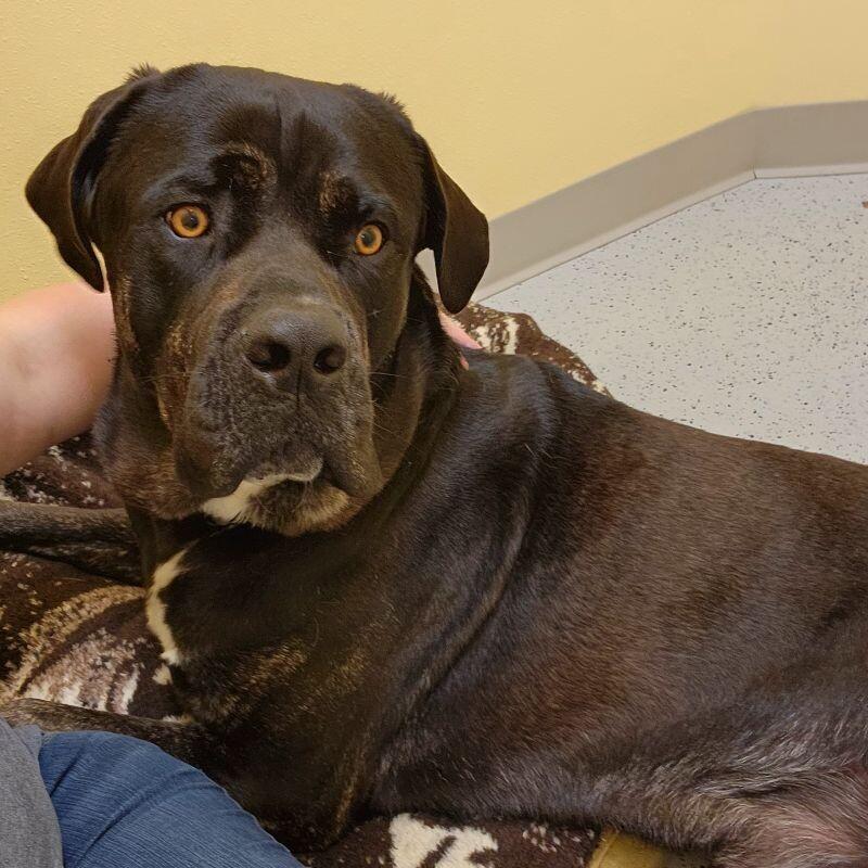 Enlarge Bud, a Adoptable Mastiff in Yankton, SD image 3/6