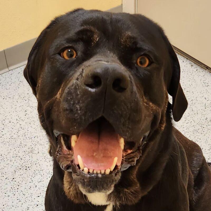 Enlarge Bud, a Adoptable Mastiff in Yankton, SD image 4/6