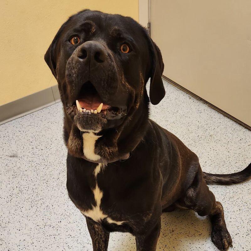 Enlarge Bud, a Adoptable Mastiff in Yankton, SD image 5/6