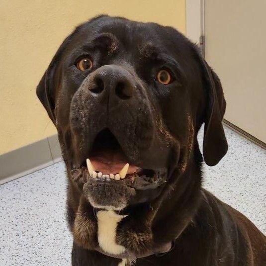 Enlarge Bud, a Adoptable Mastiff in Yankton, SD image 6/6