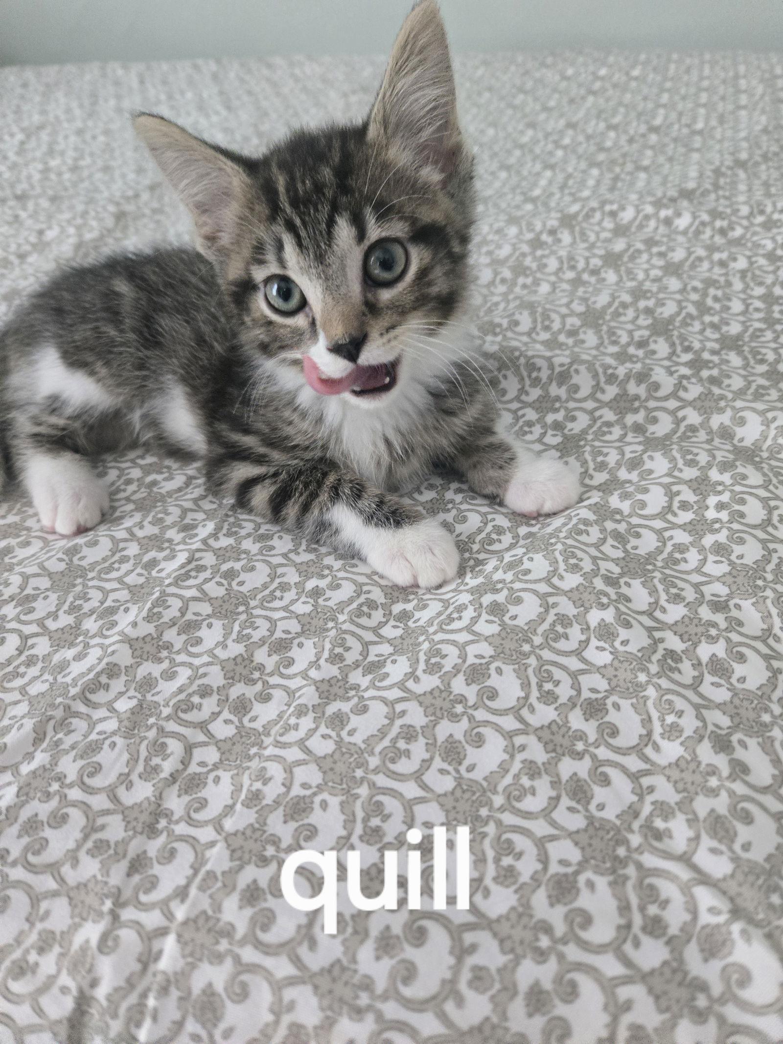 Kitten Quill, Adopted, Kitten Male Domestic Short Hair.