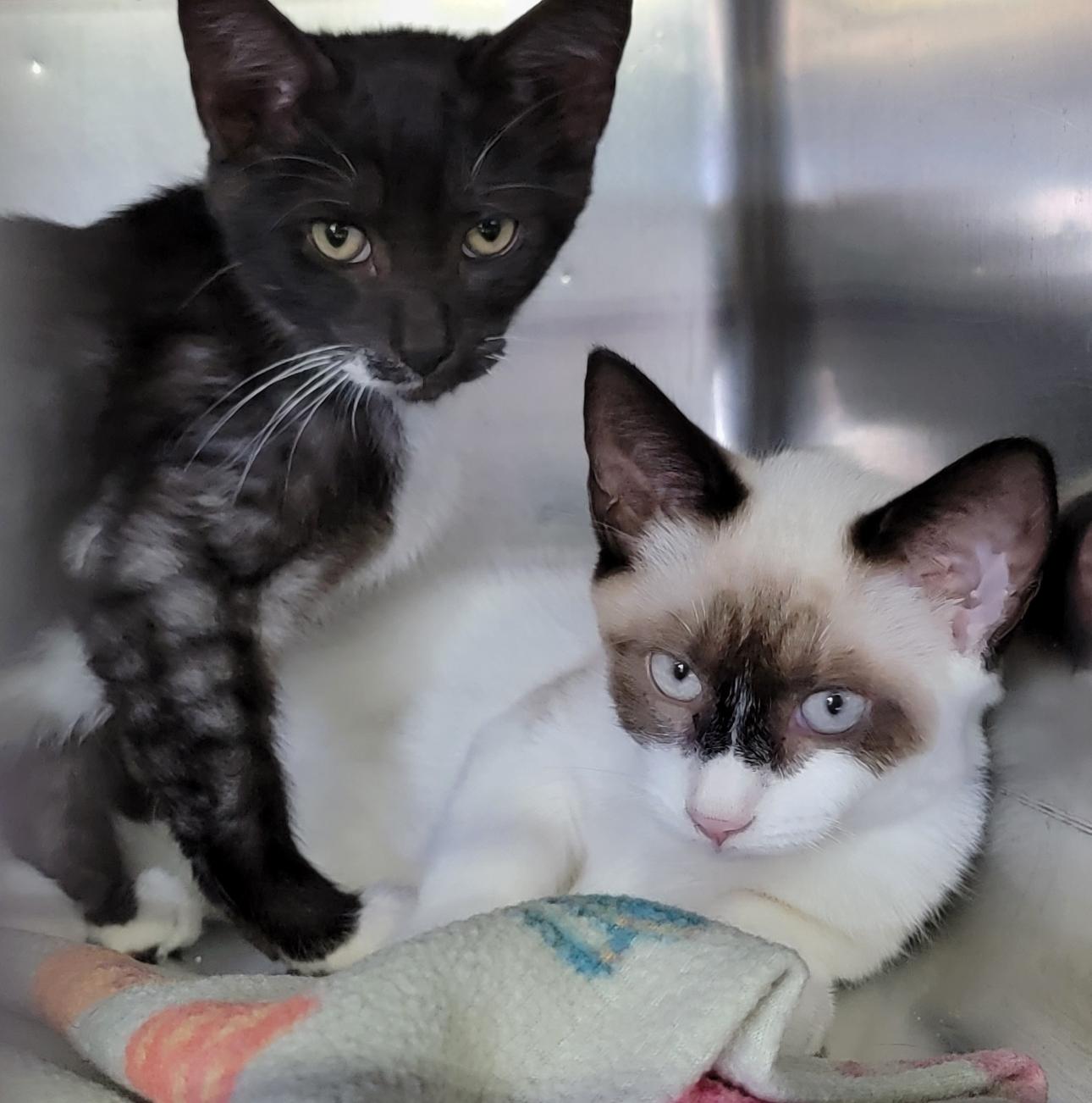 Hammy & RJ (Neutered/Spayed) (Bonded Pair)