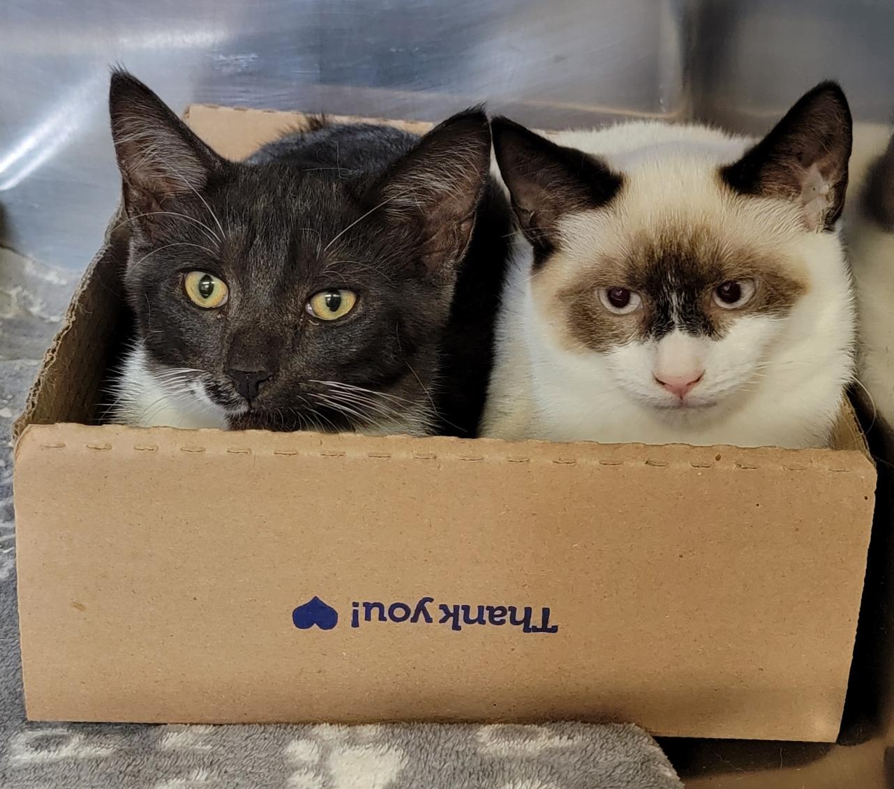 Hammy & RJ (Neutered/Spayed) (Bonded Pair)