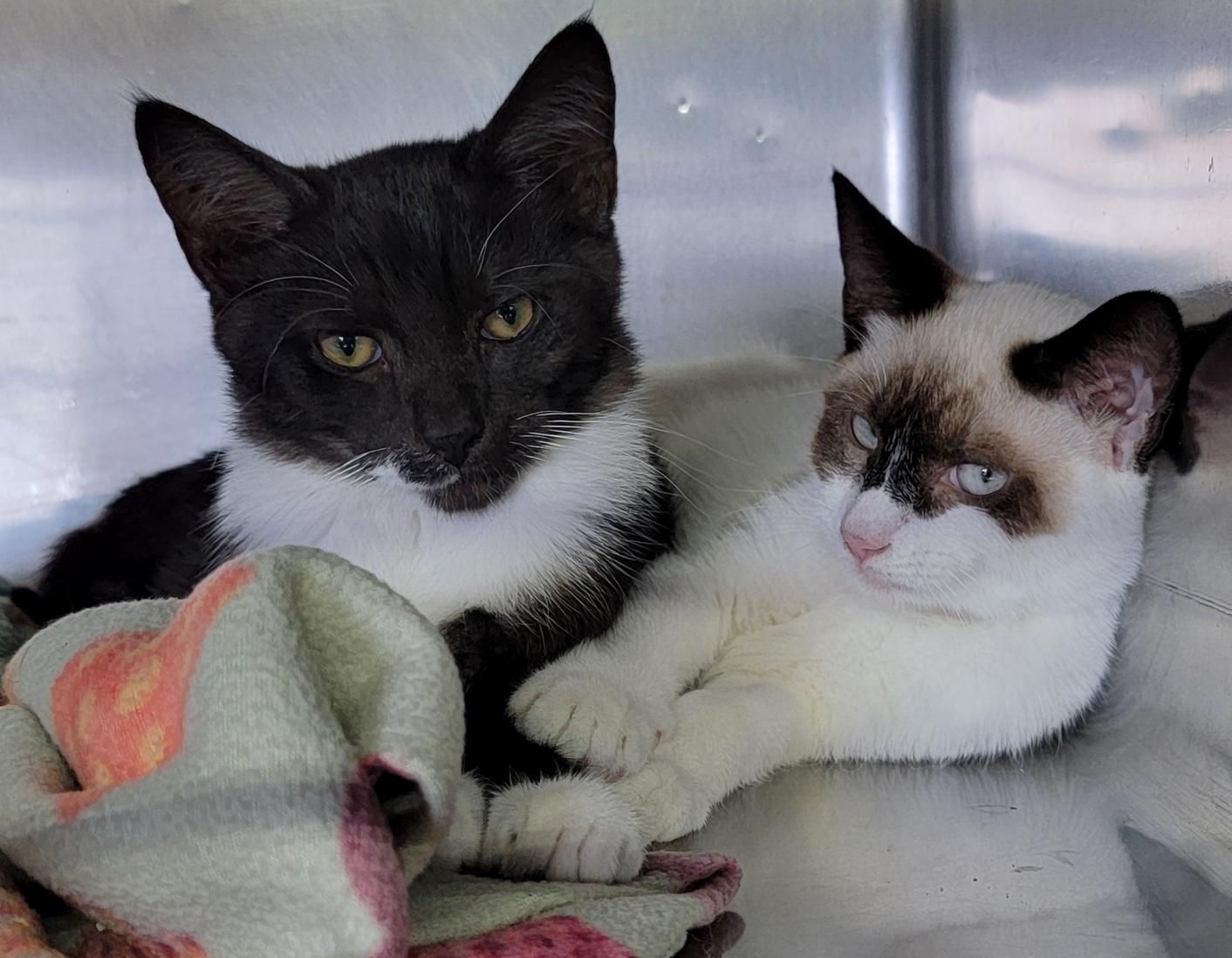Hammy & RJ (Neutered/Spayed) (Bonded Pair)