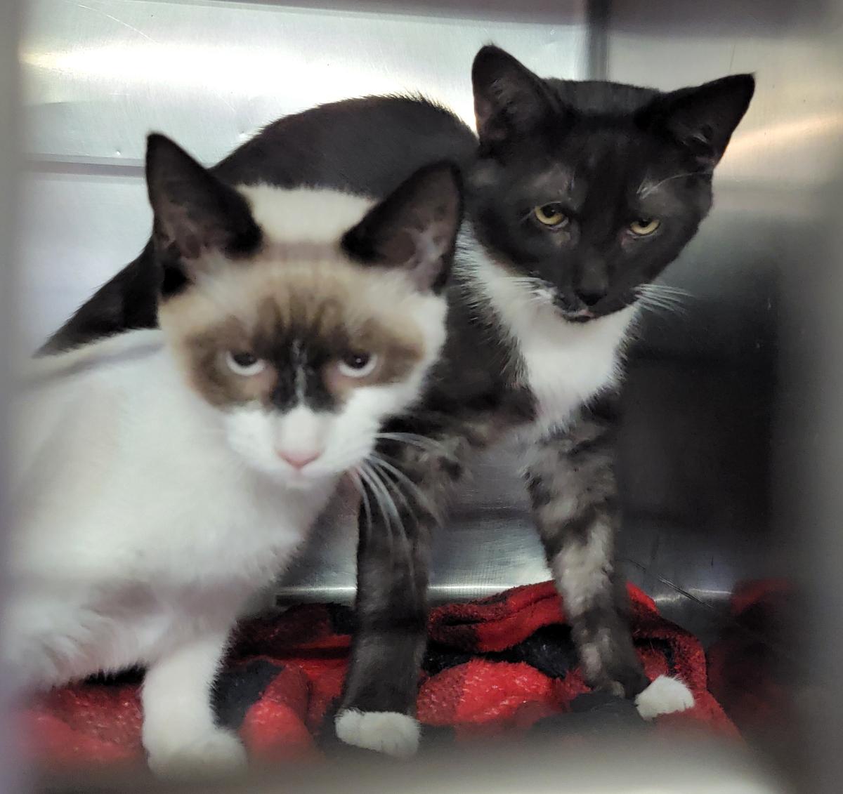 Hammy & RJ (Neutered/Spayed) (Bonded Pair)