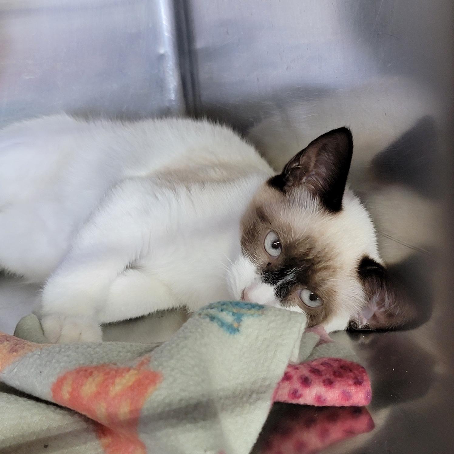 Hammy & RJ (Neutered/Spayed) (Bonded Pair)