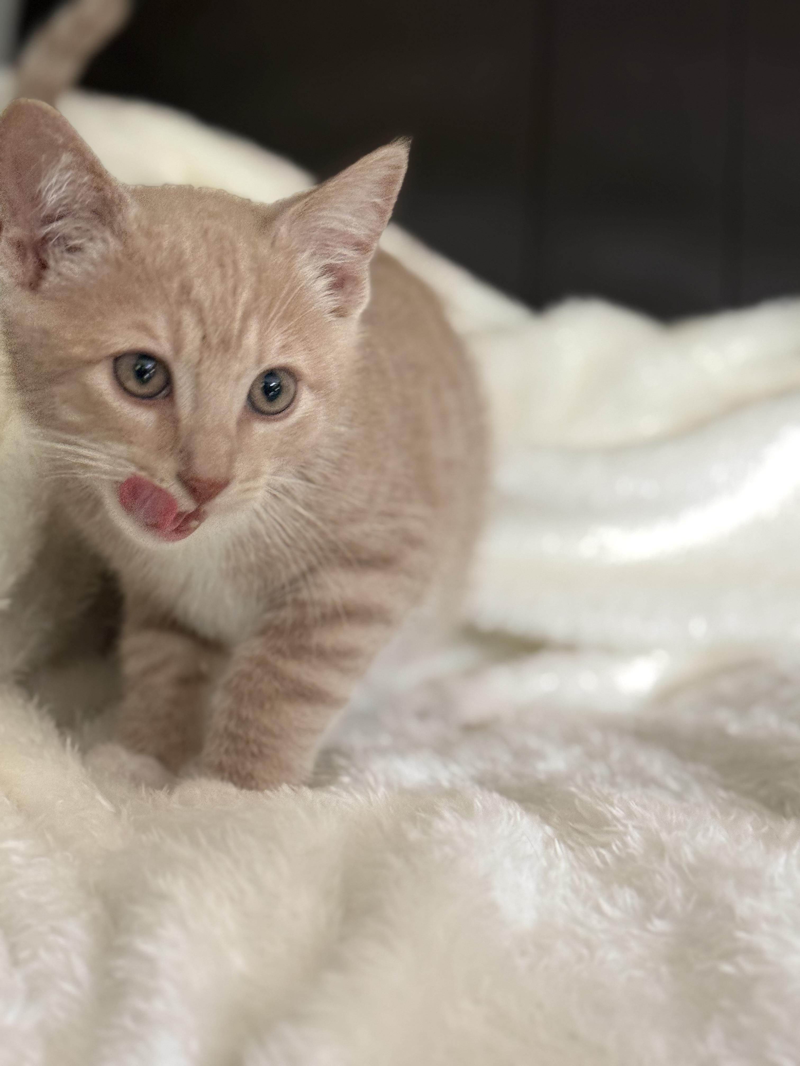Enlarge Tornado, a Adoptable Domestic Short Hair in Medinah, IL image 5/5