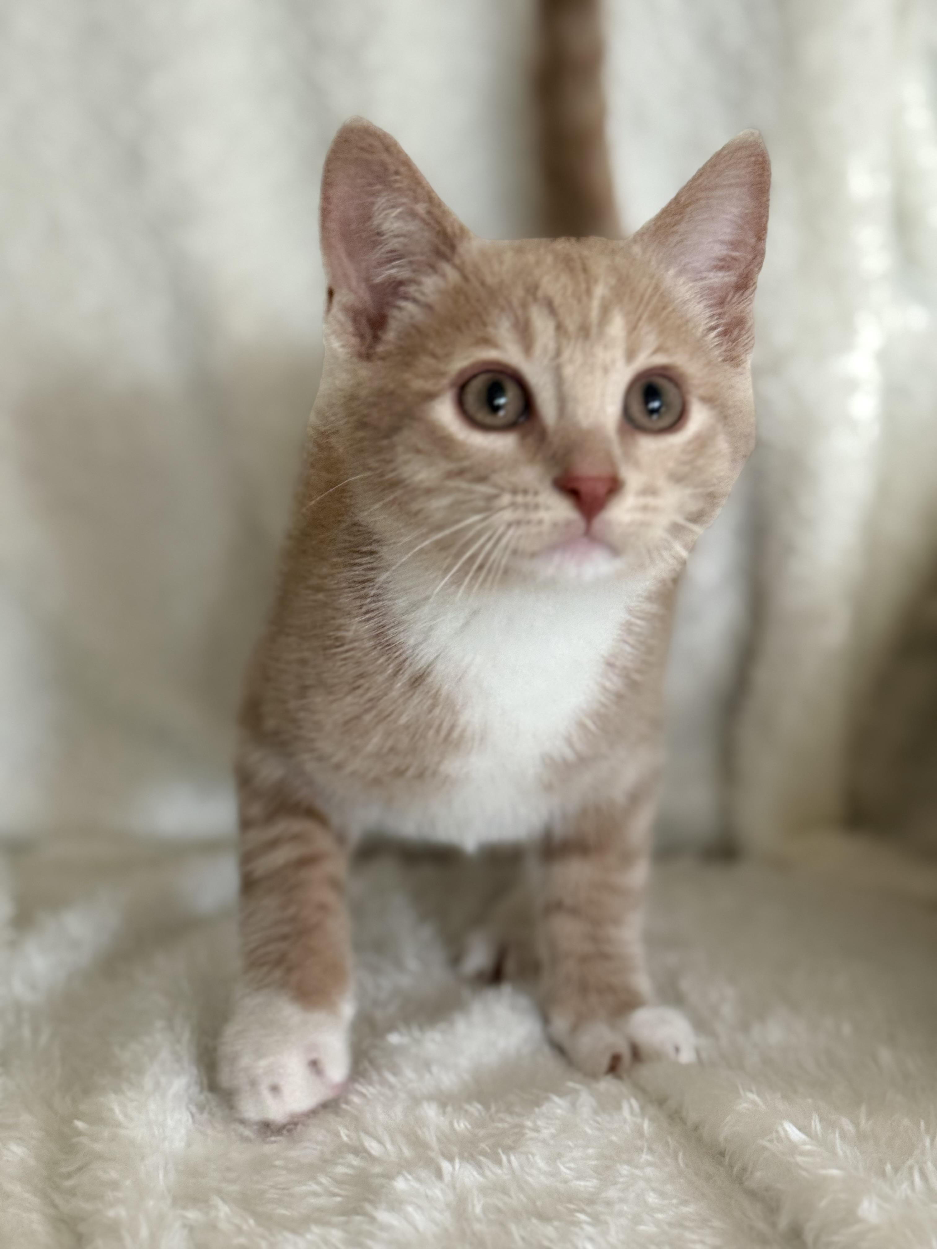 Enlarge Tornado, a Adoptable Domestic Short Hair in Medinah, IL image 2/5