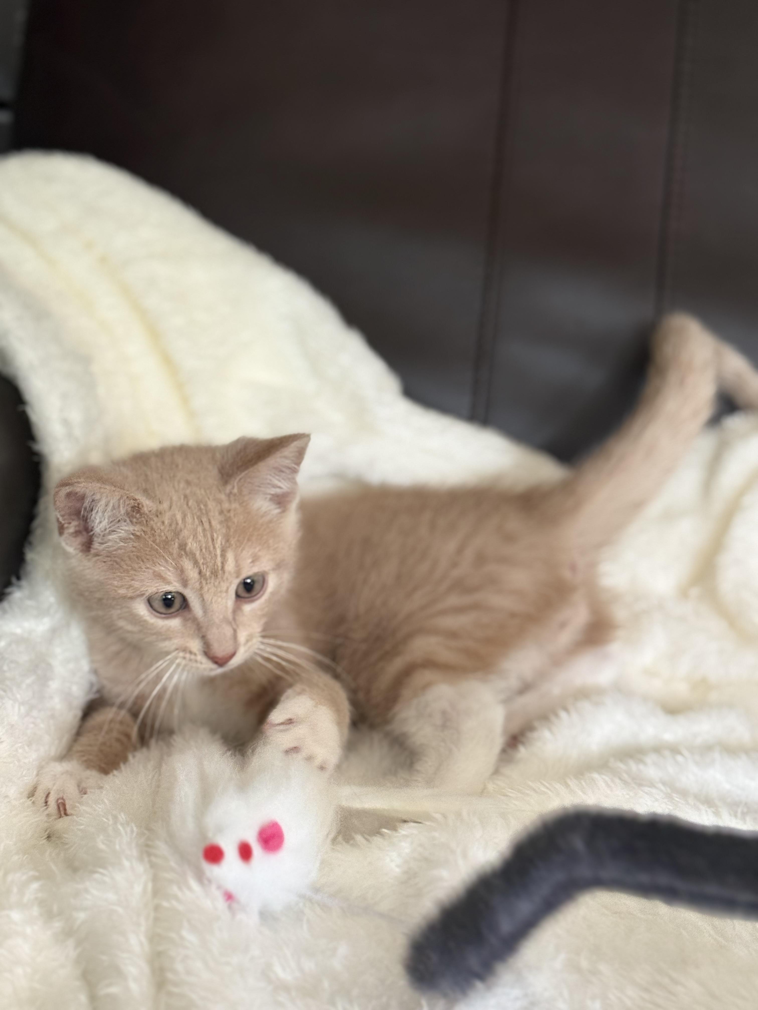 Enlarge Tornado, a Adoptable Domestic Short Hair in Medinah, IL image 3/5
