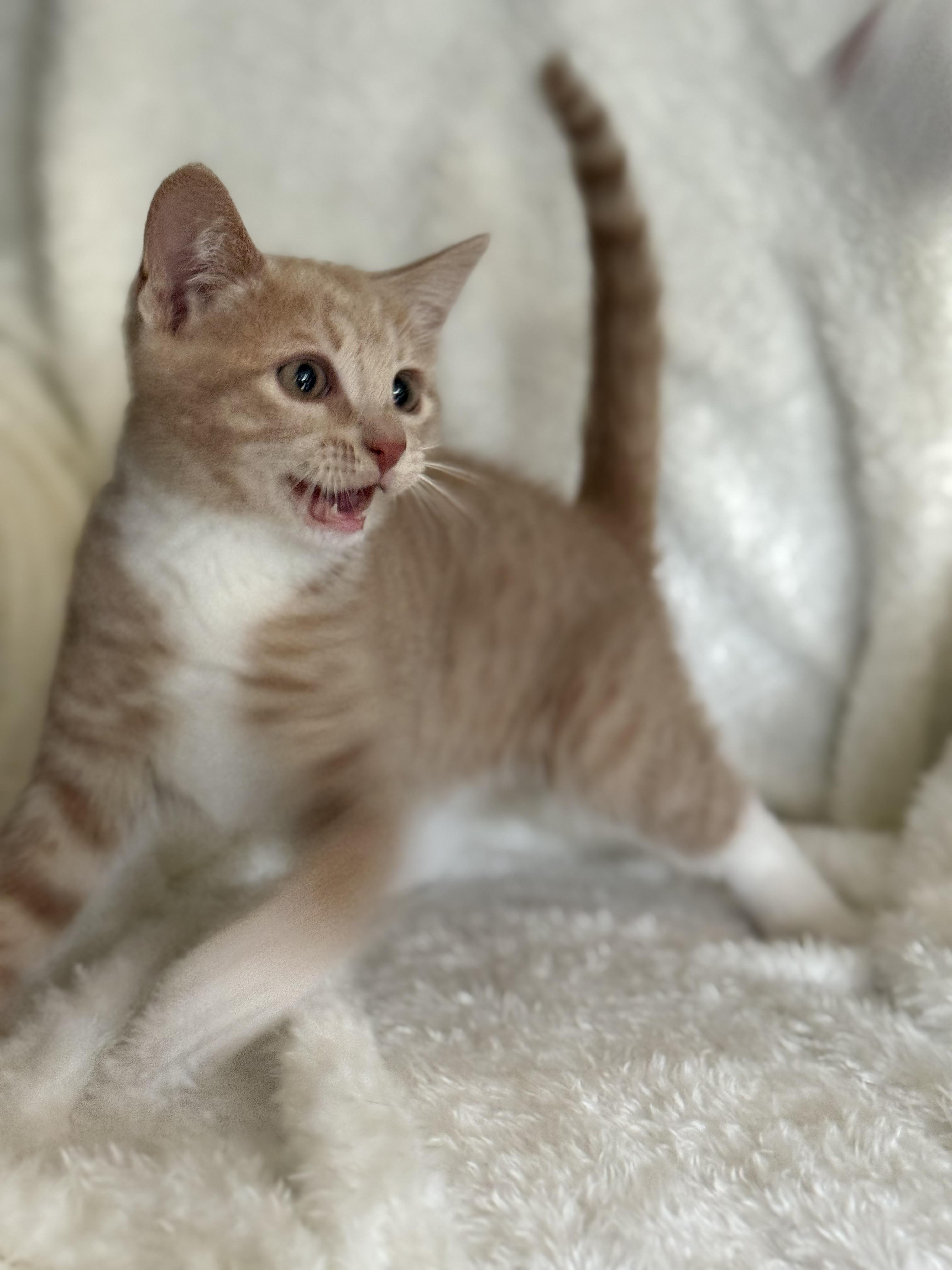 Enlarge Tornado, a Adoptable Domestic Short Hair in Medinah, IL image 4/5