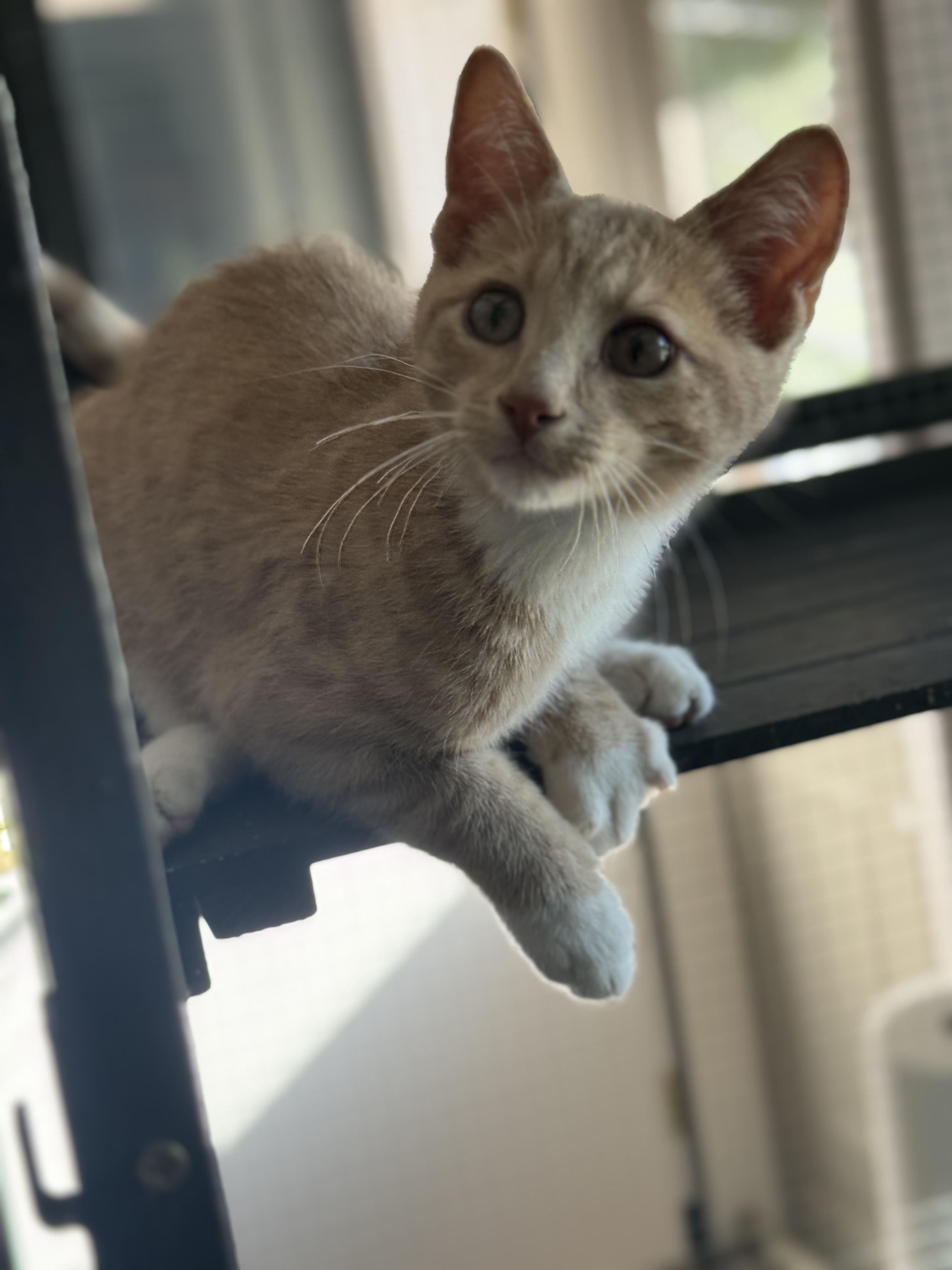 Tornado, Adoptable, Kitten Male Domestic Short Hair.