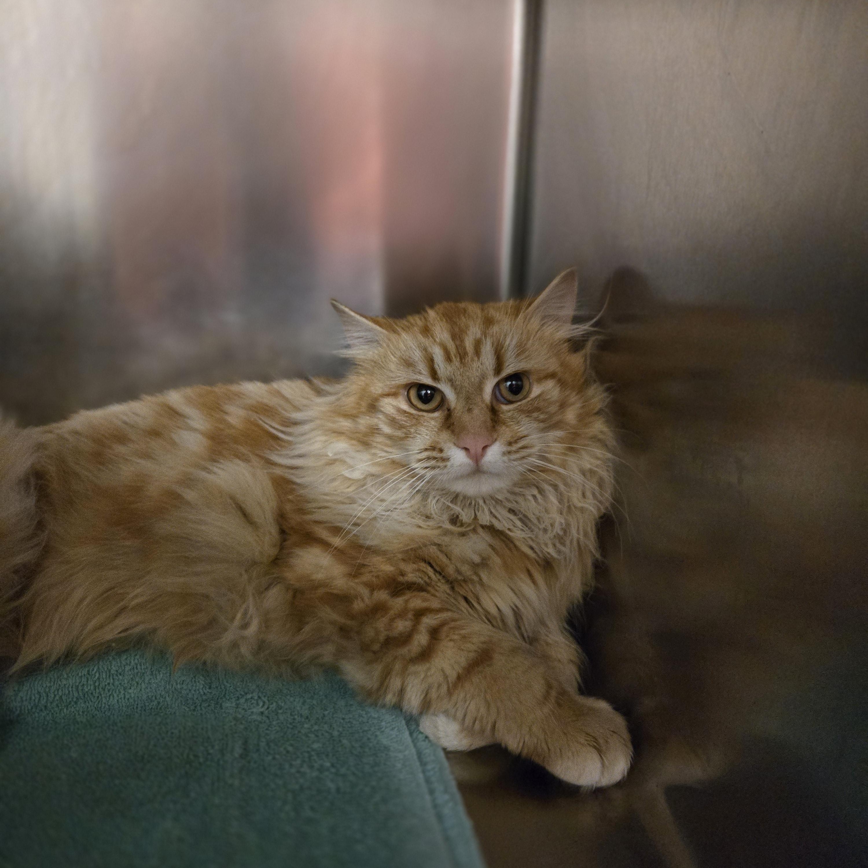 Griffin (Working Cat), ADOPTABLE, Adult Male Domestic Long Hair.
