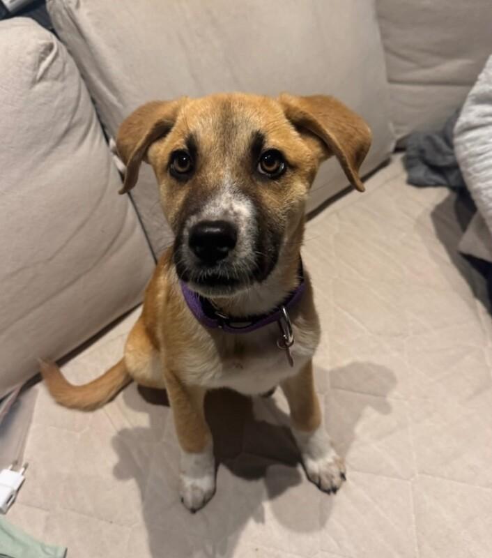 Ember, Adoptable, Puppy Female Shepherd & Mixed Breed.