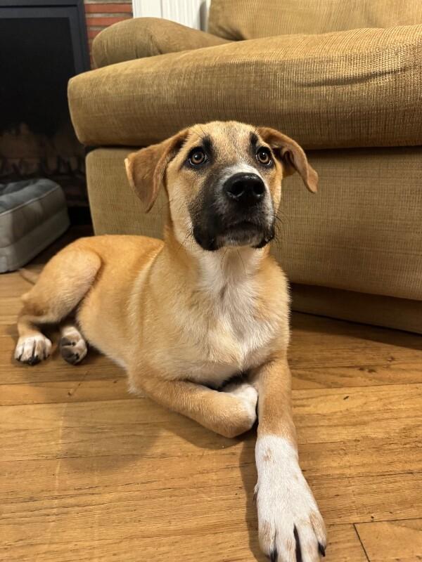 Ember, a Adoptable mixed breed in Van Nuys, CA image 4/6