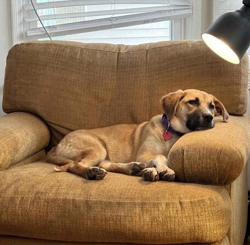 Ember, a Adoptable mixed breed in Van Nuys, CA image 3/6