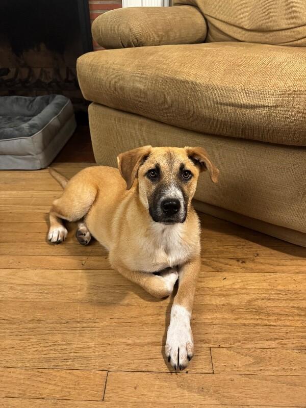 Ember, a Adoptable mixed breed in Van Nuys, CA image 5/6