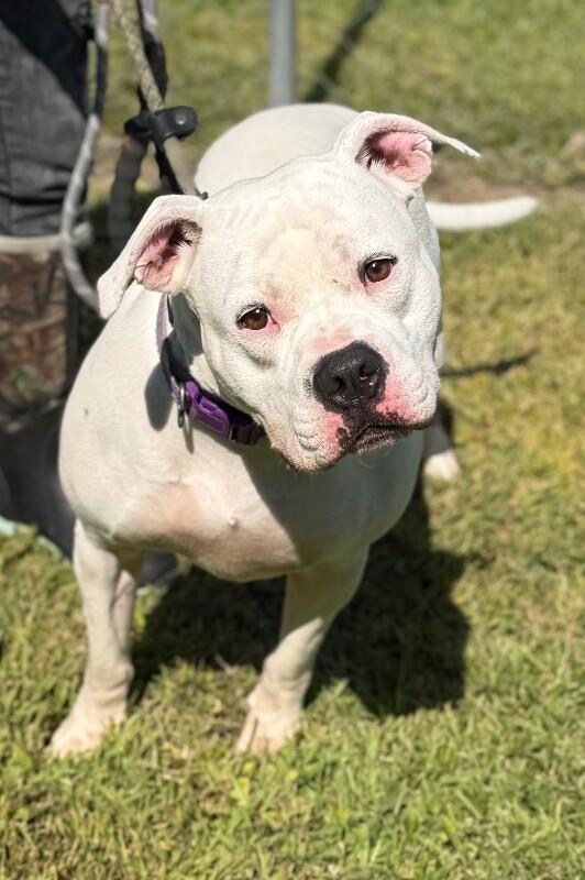 Enlarge Opal, a Adoptable American Bulldog in Burgaw, NC image 1/2