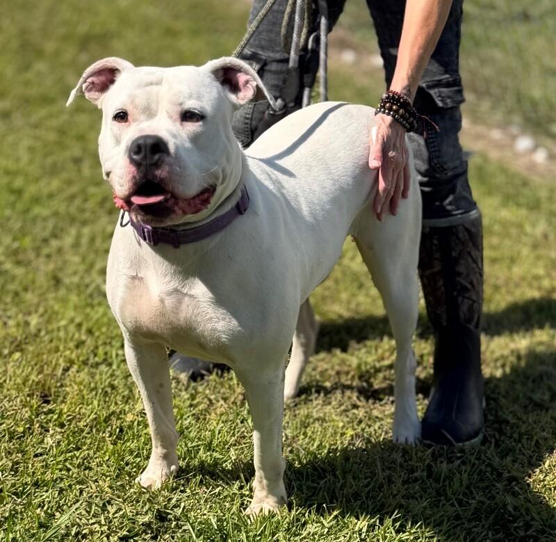 Enlarge Opal, a Adoptable American Bulldog in Burgaw, NC image 2/2