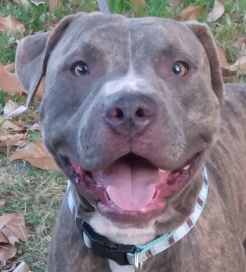 Alphonso - a hell of a pup! (NY-1700578), a Adoptable mixed breed in Brewster, NY image 1/10