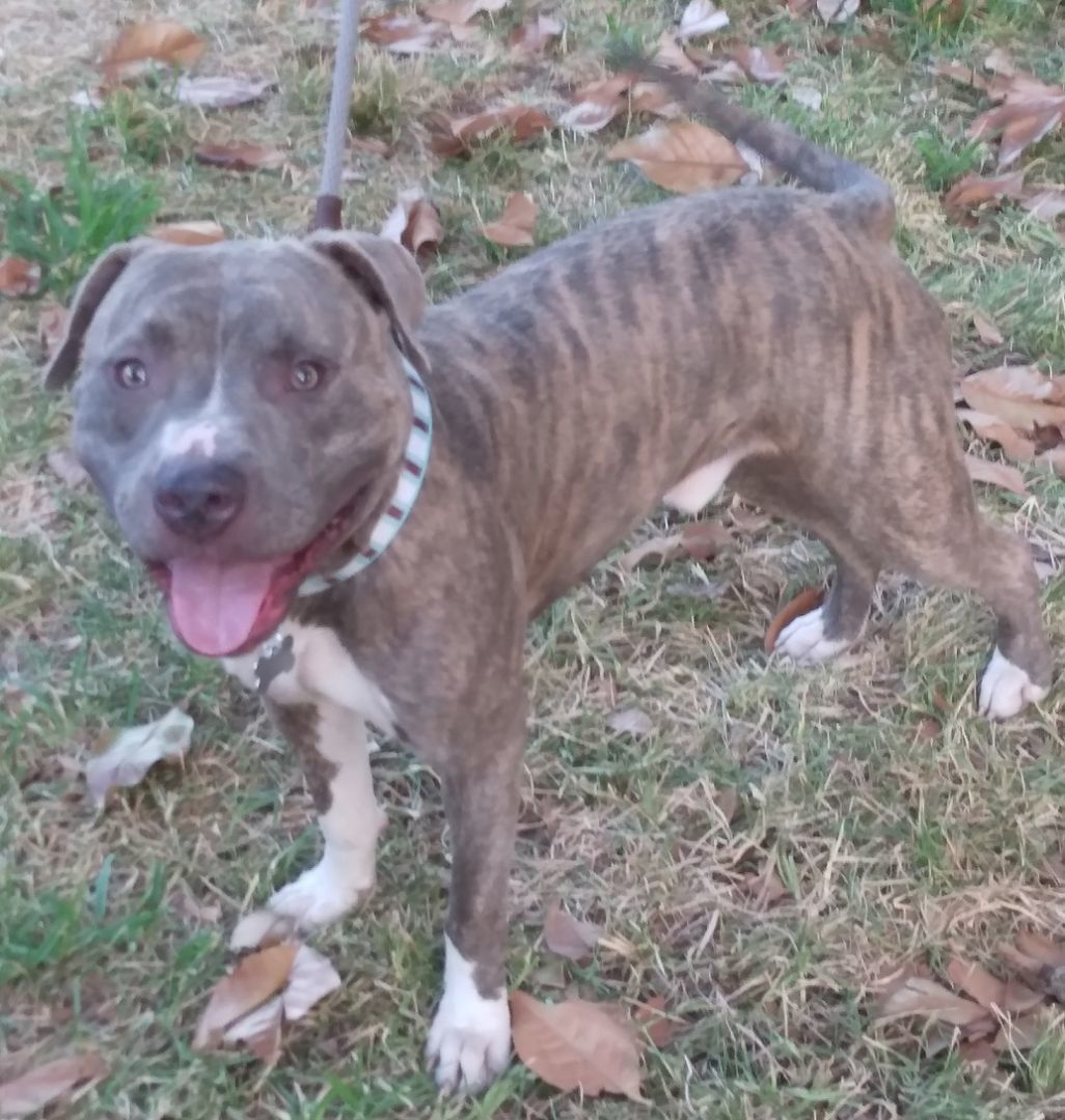 Alphonso - a hell of a pup! (NY-1700578) 4