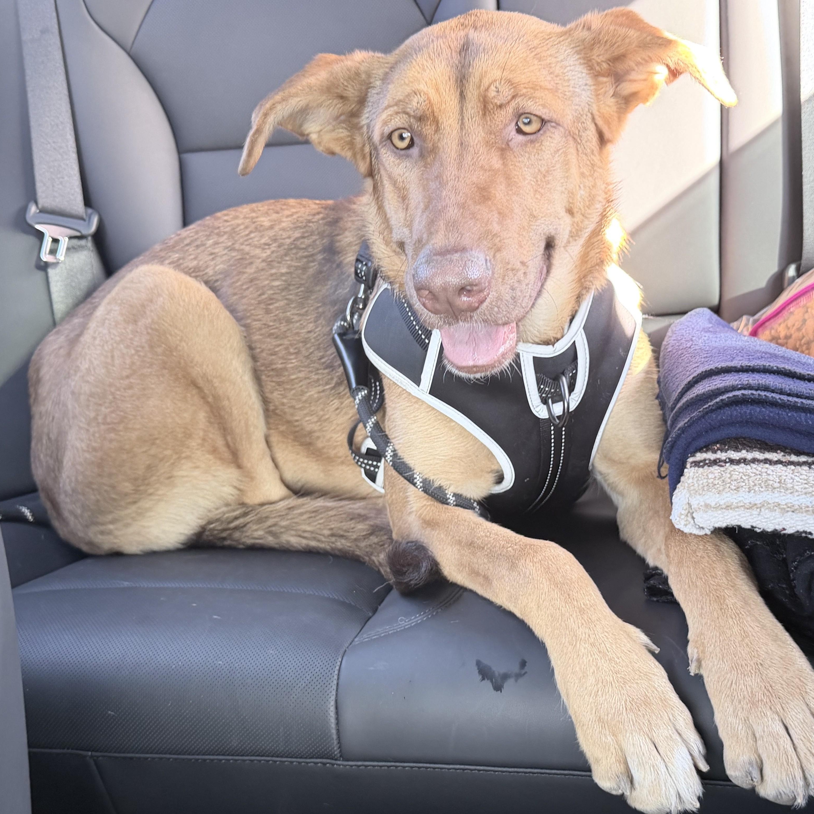 Pretzel, a ADOPTABLE mixed breed in Fremont, CA image 6/6