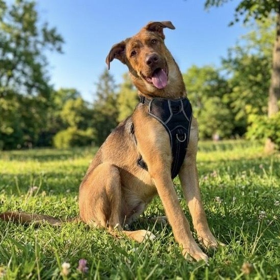 Pretzel, a ADOPTABLE mixed breed in Fremont, CA image 1/6