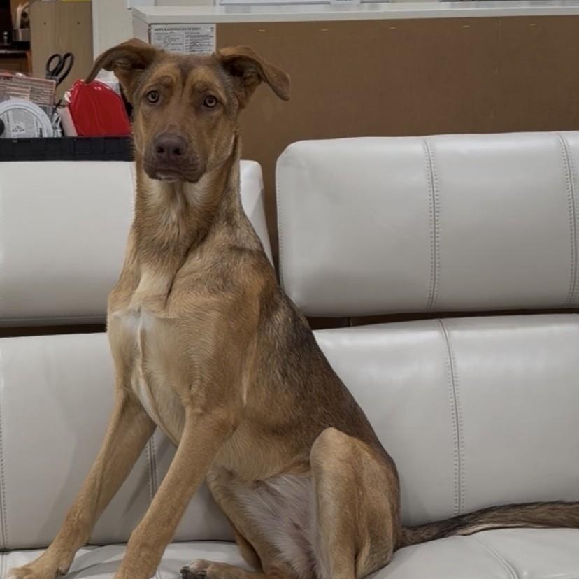 Pretzel, a ADOPTABLE mixed breed in Fremont, CA image 5/6