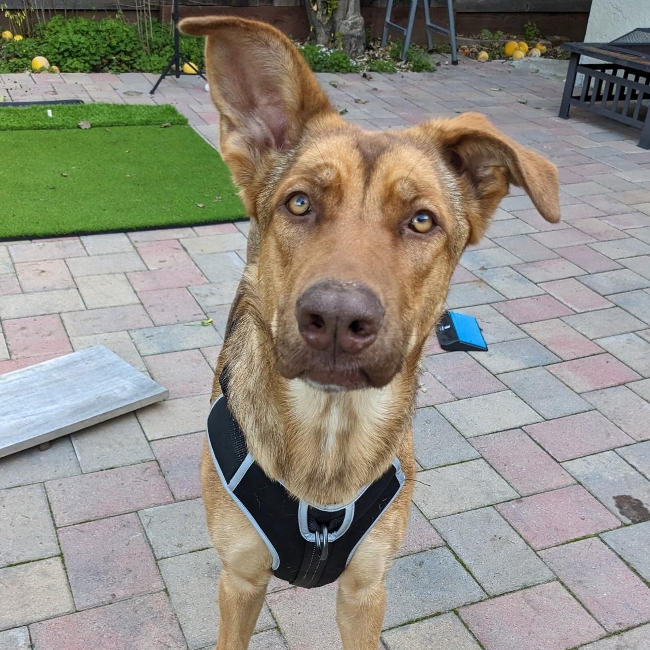 Pretzel, a ADOPTABLE mixed breed in Fremont, CA image 3/6