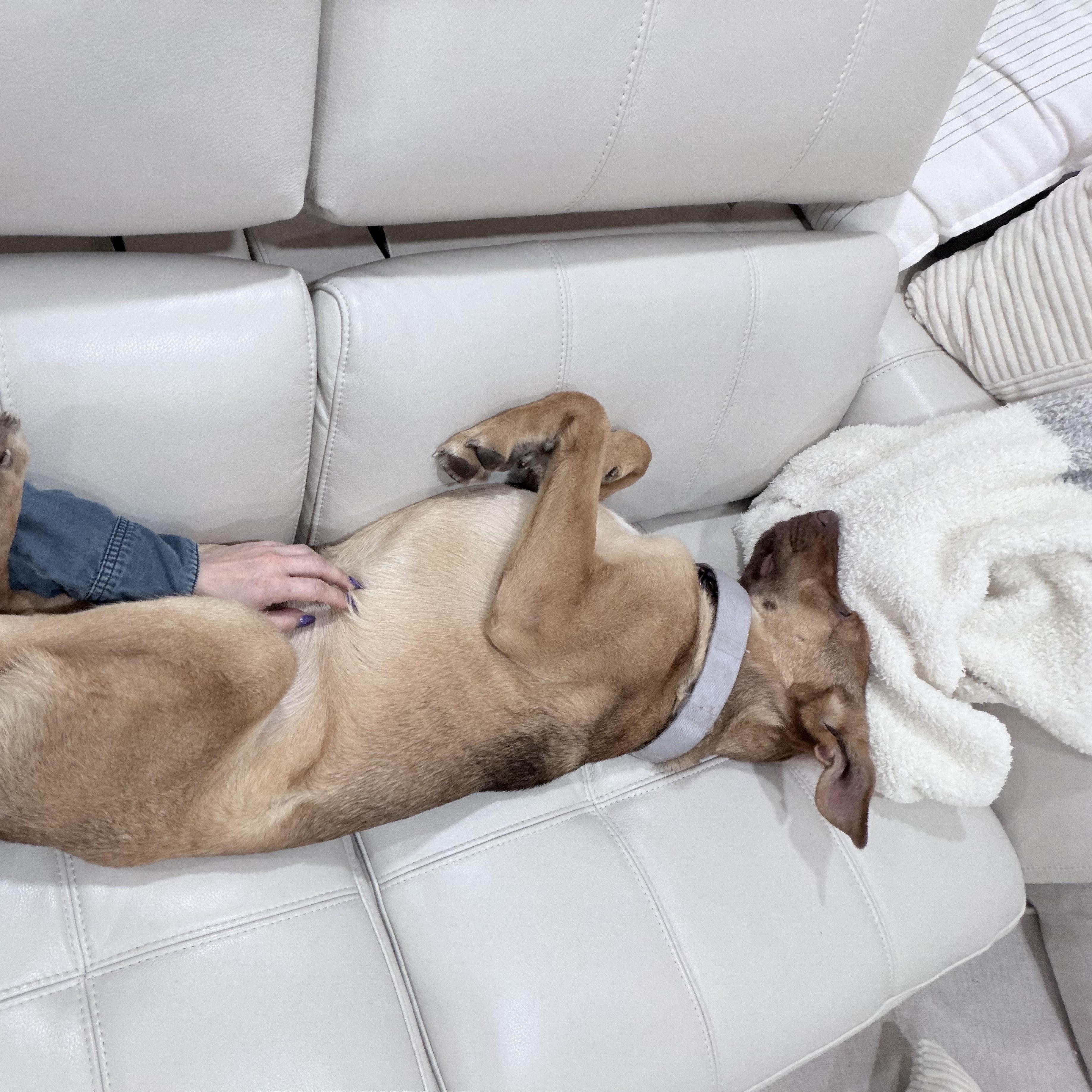 Pretzel, a ADOPTABLE mixed breed in Fremont, CA image 4/6