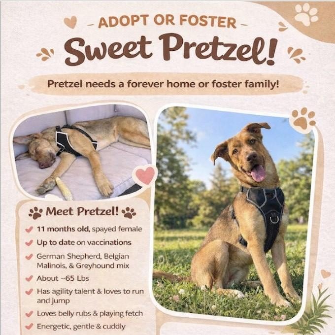 Pretzel, a ADOPTABLE mixed breed in Fremont, CA image 2/6
