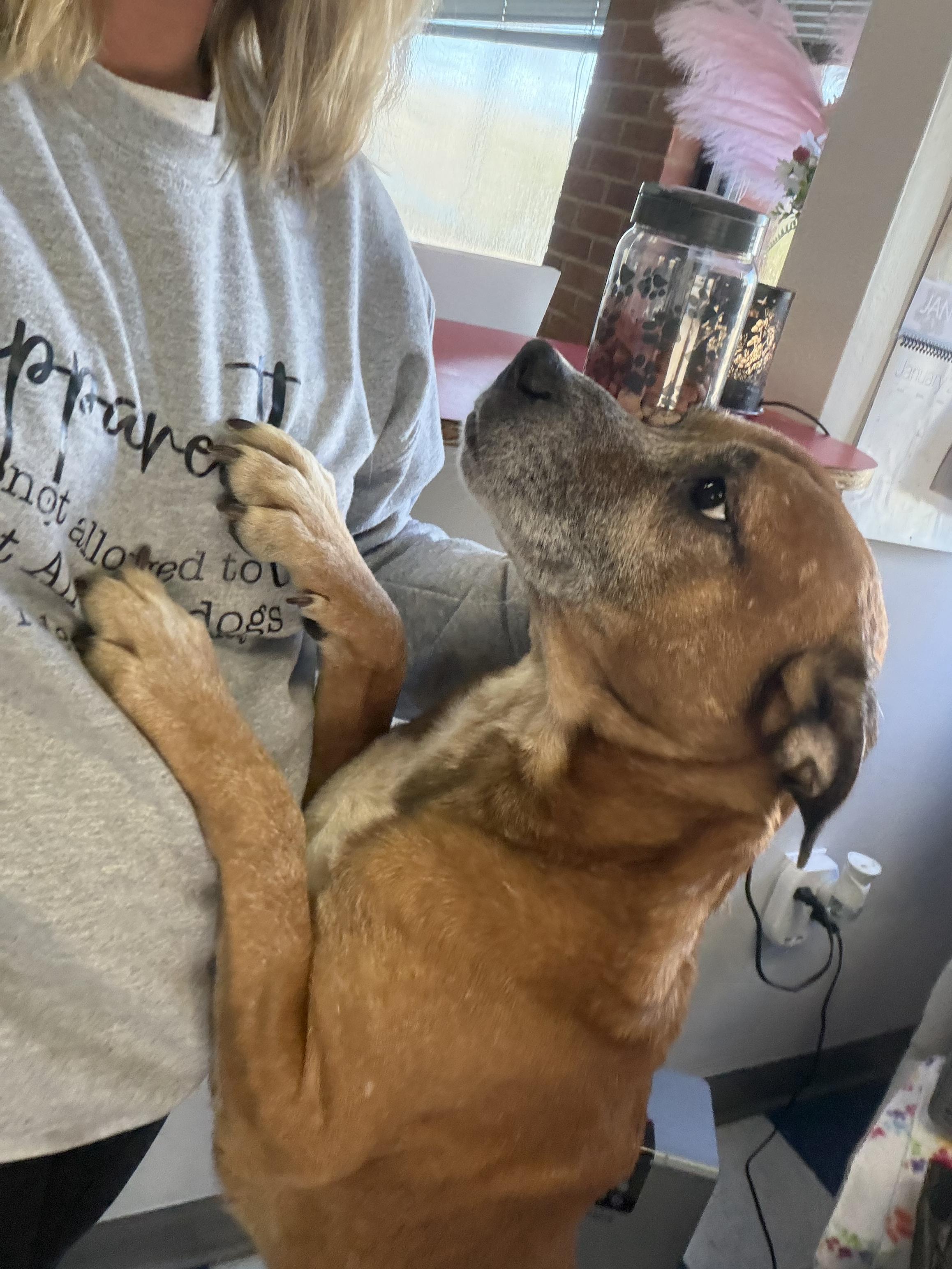 Enlarge Eugene, a ADOPTABLE Mixed Breed in Auburn, AL image 3/4