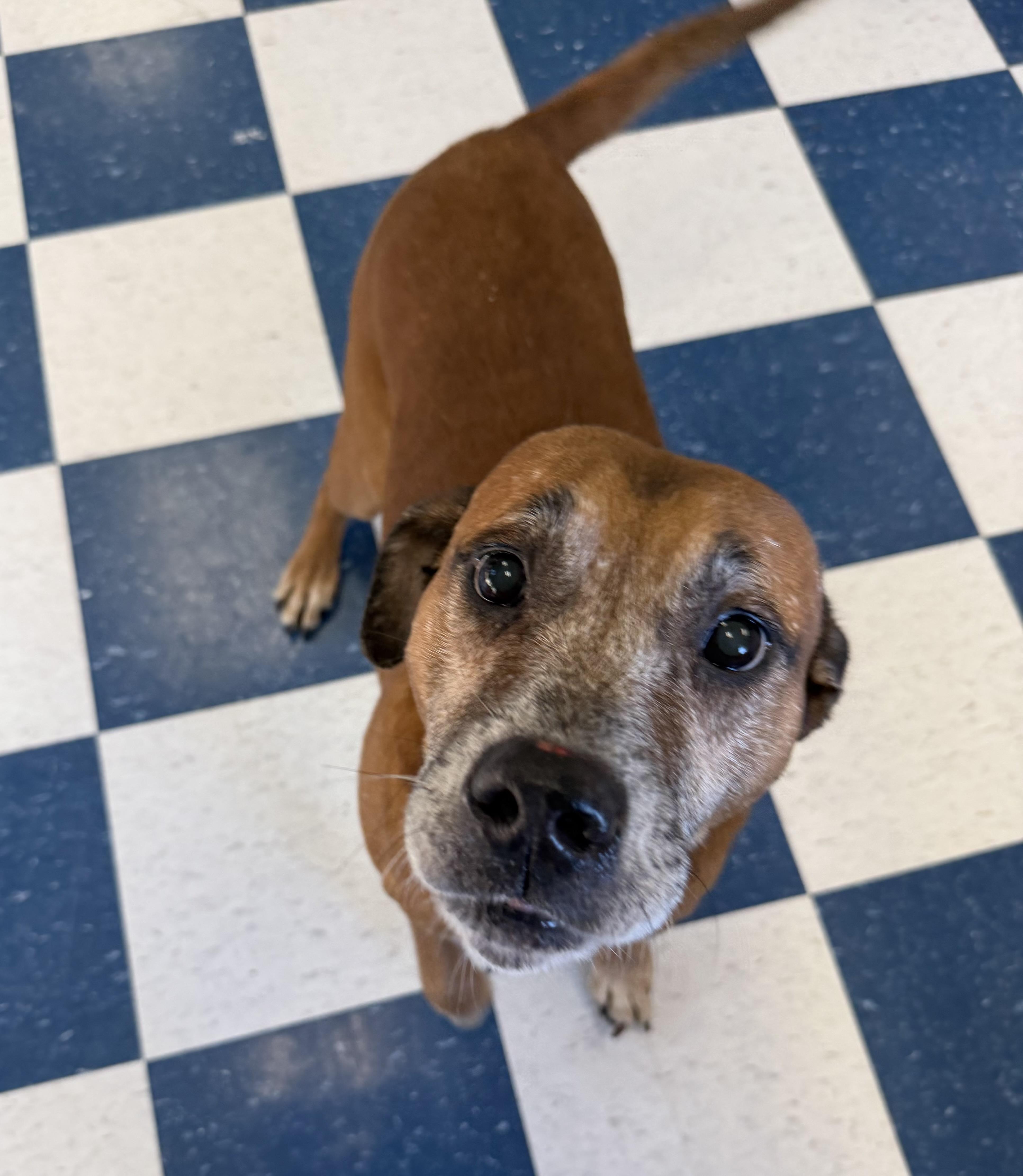 Enlarge Eugene, a ADOPTABLE Mixed Breed in Auburn, AL image 2/4