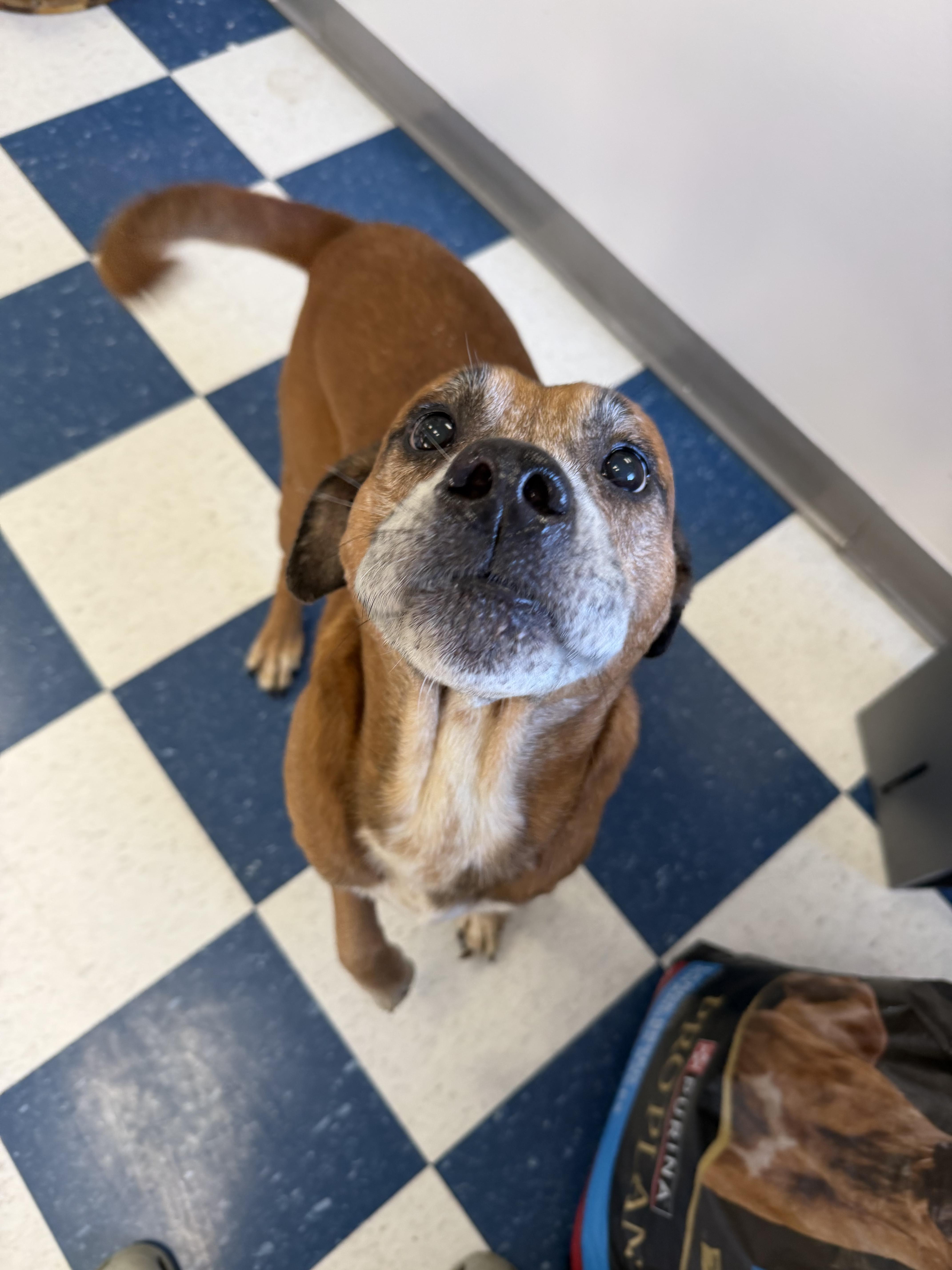Enlarge Eugene, a ADOPTABLE Mixed Breed in Auburn, AL image 4/4