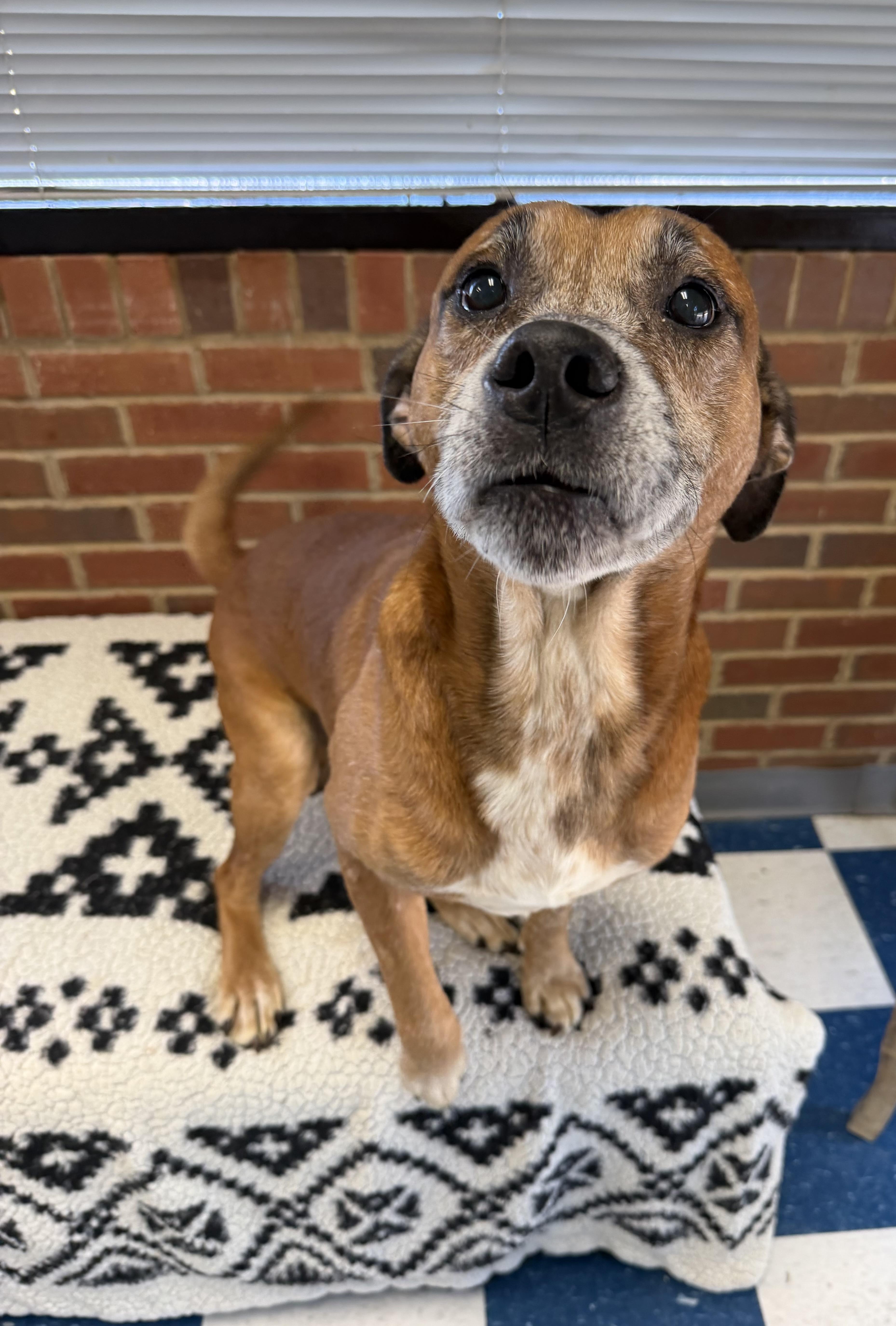 Enlarge Eugene, a ADOPTABLE Mixed Breed in Auburn, AL image 1/4