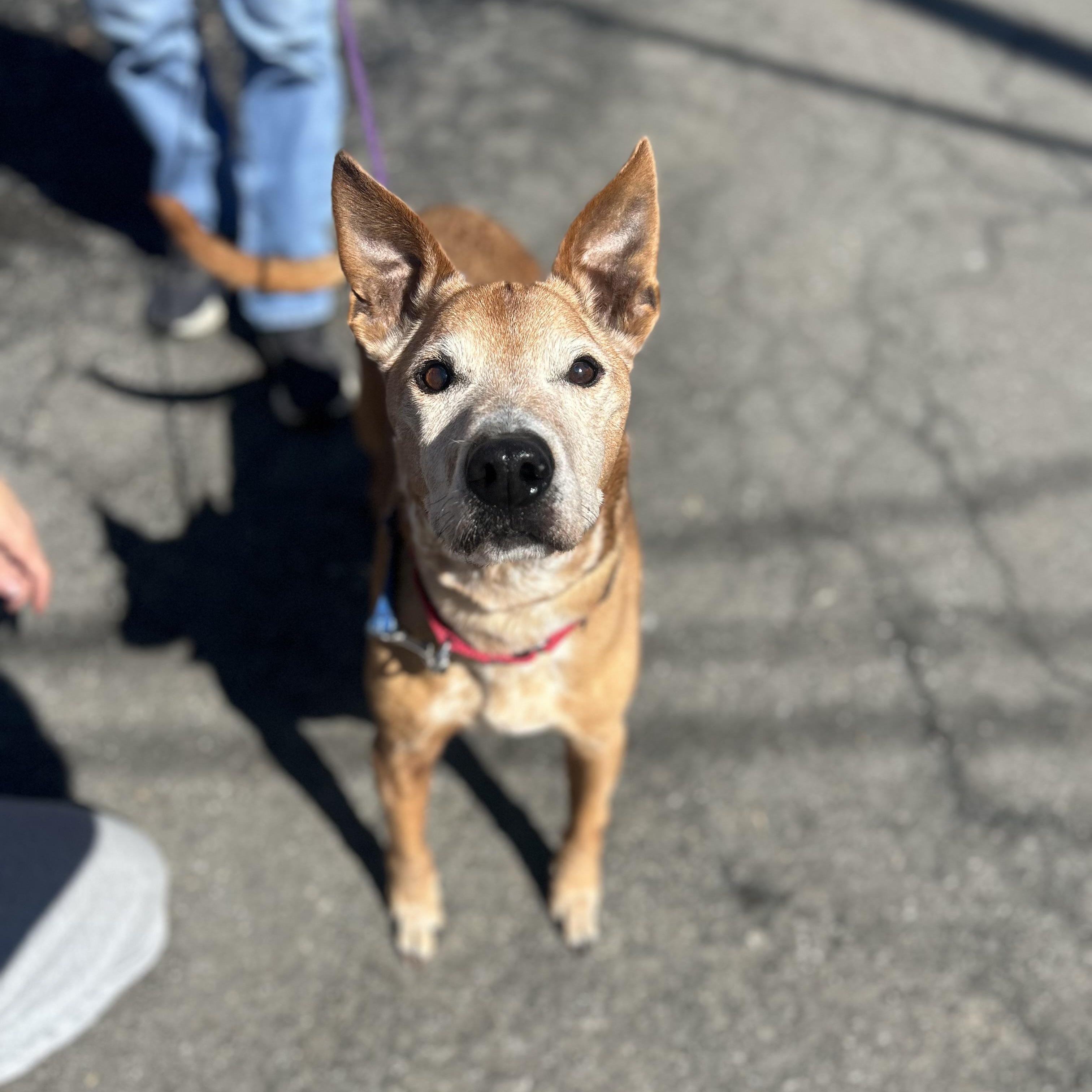 Enlarge Donny, a ADOPTABLE mixed breed in Mahwah, NJ image 1/6