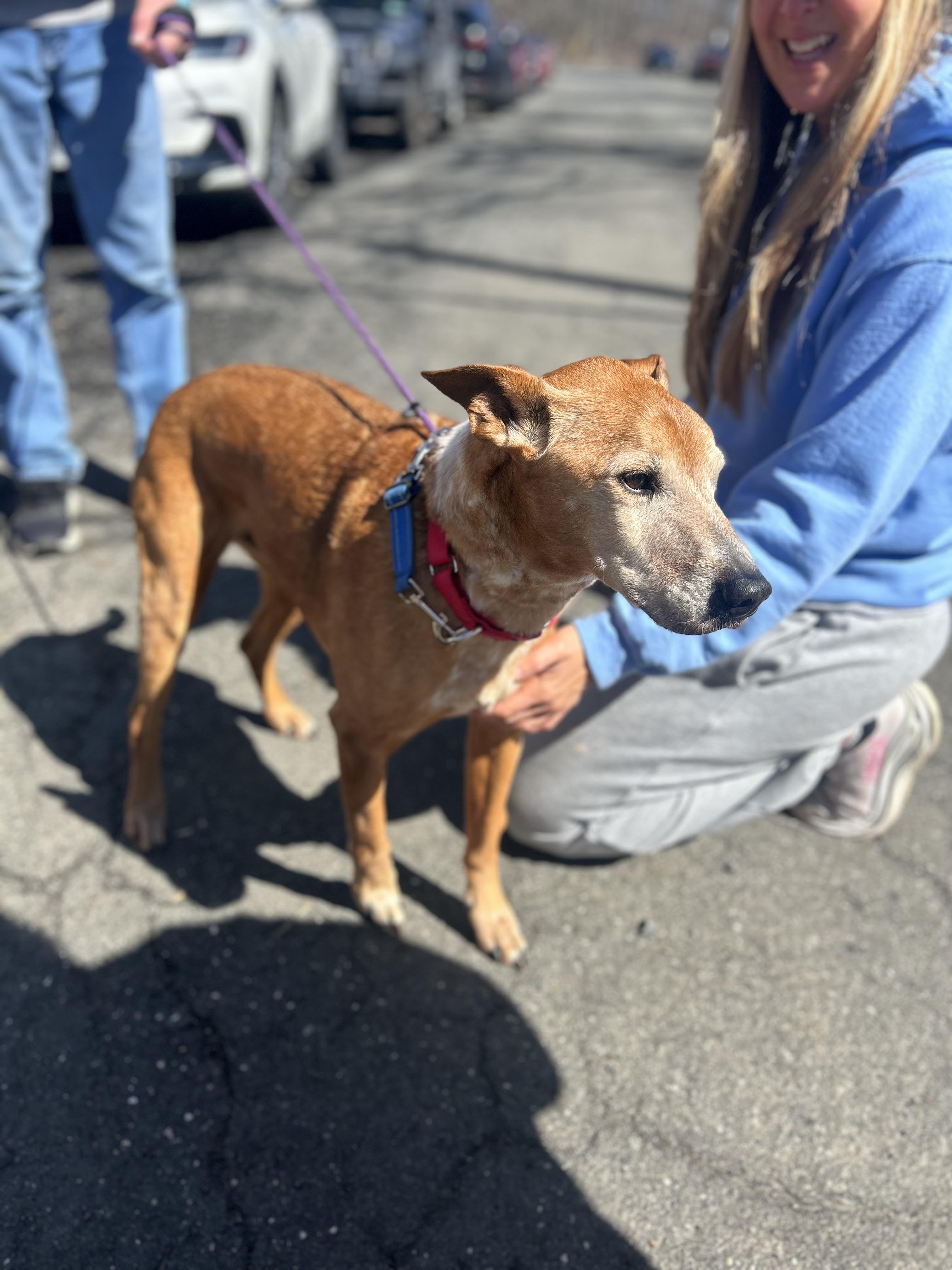 Enlarge Donny, a ADOPTABLE mixed breed in Mahwah, NJ image 6/6