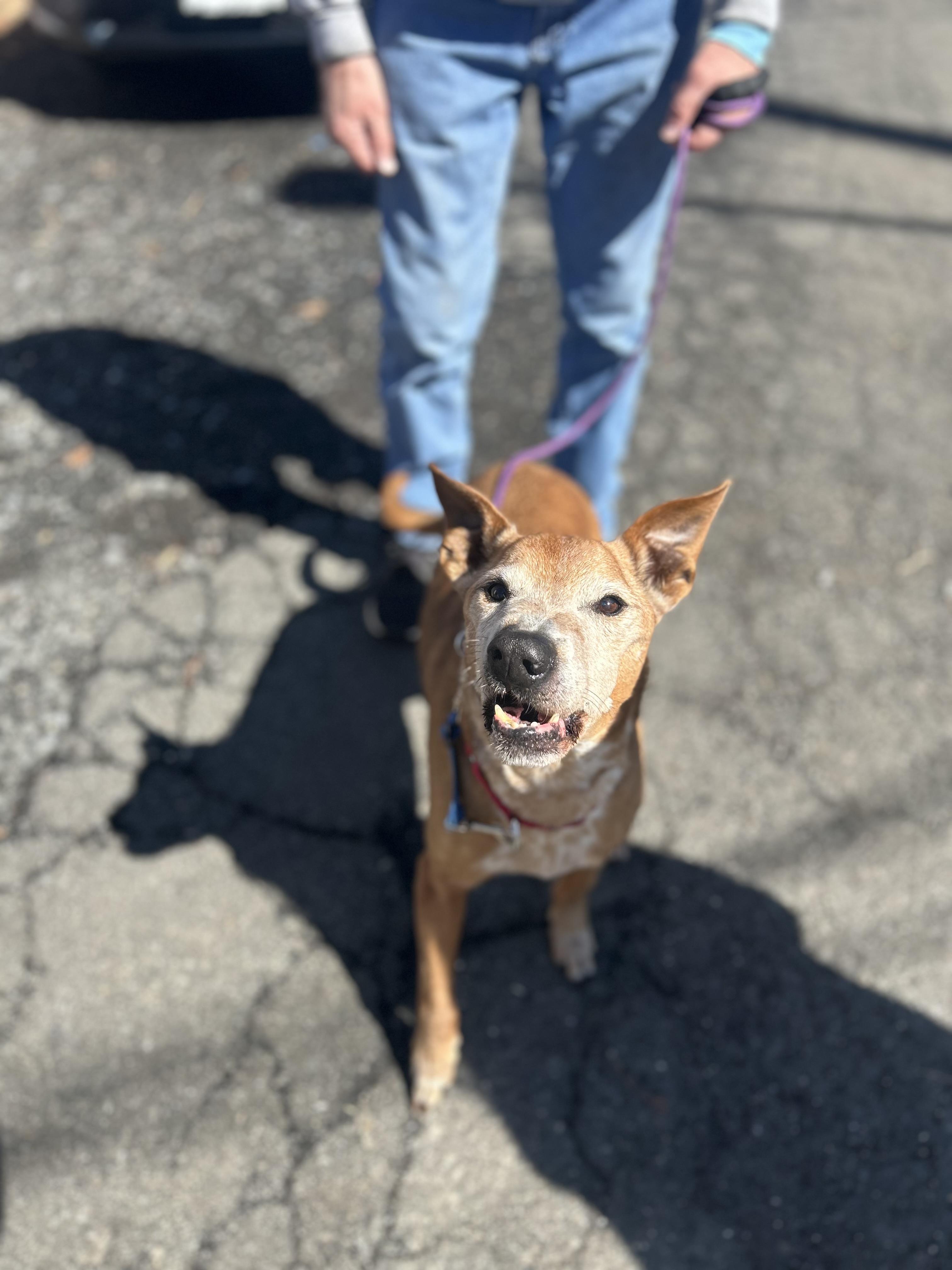 Enlarge Donny, a ADOPTABLE mixed breed in Mahwah, NJ image 5/6