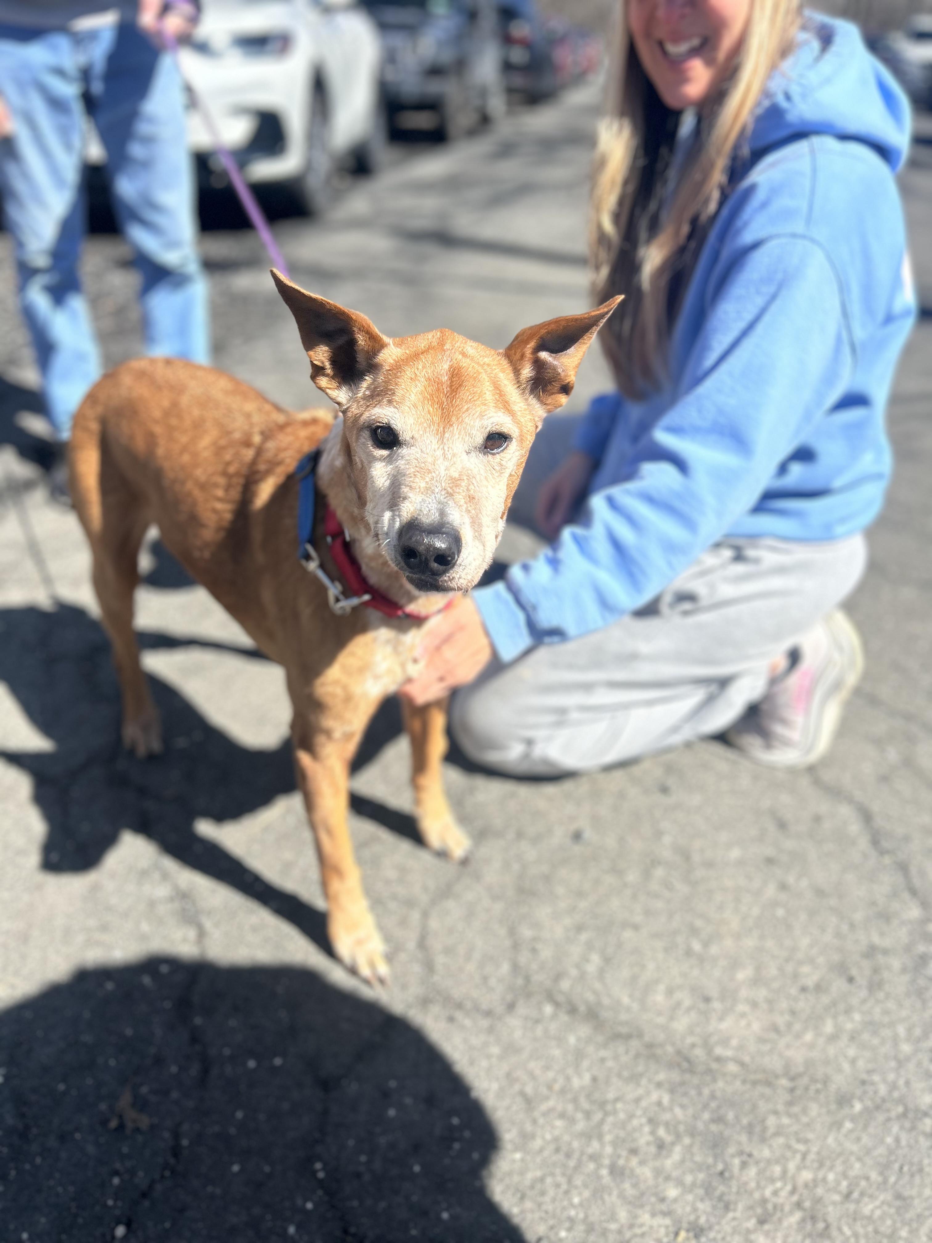 Enlarge Donny, a ADOPTABLE mixed breed in Mahwah, NJ image 4/6