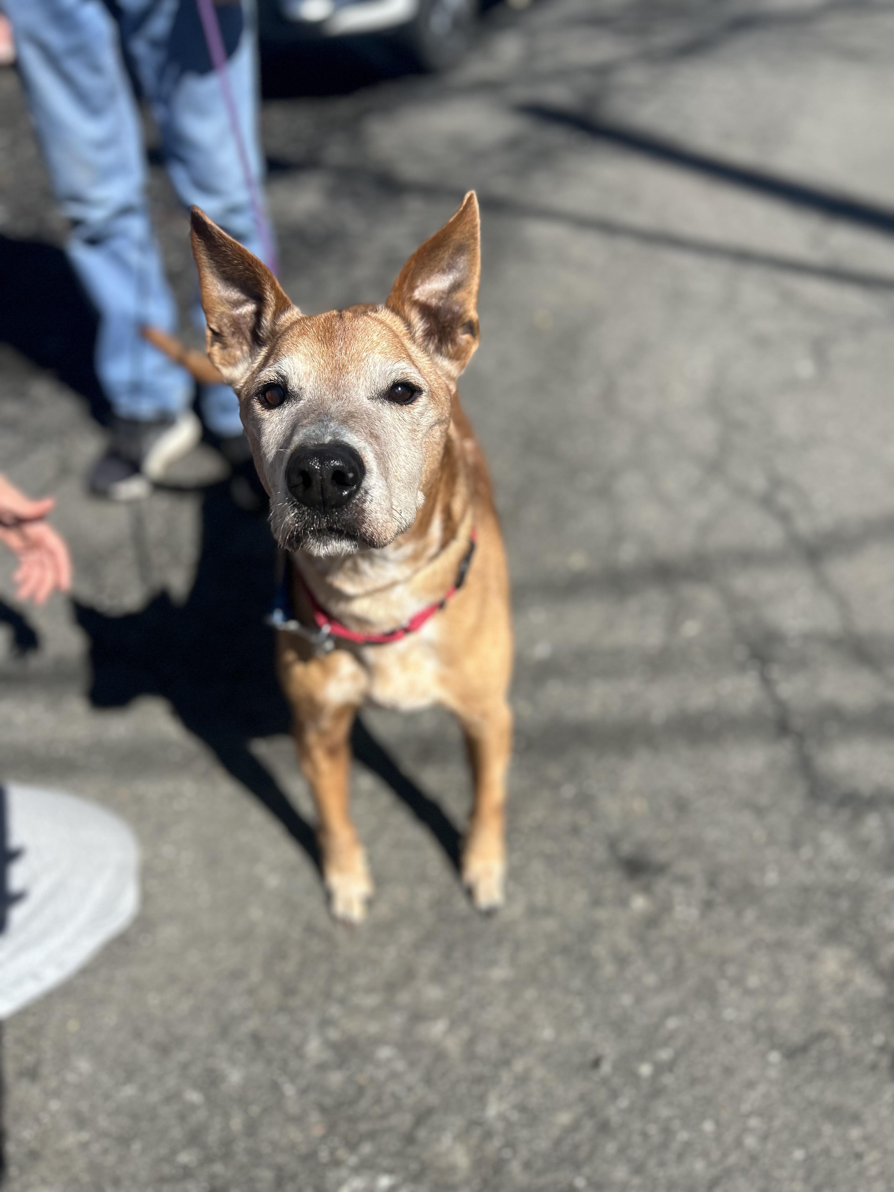 Enlarge Donny, a ADOPTABLE mixed breed in Mahwah, NJ image 3/6