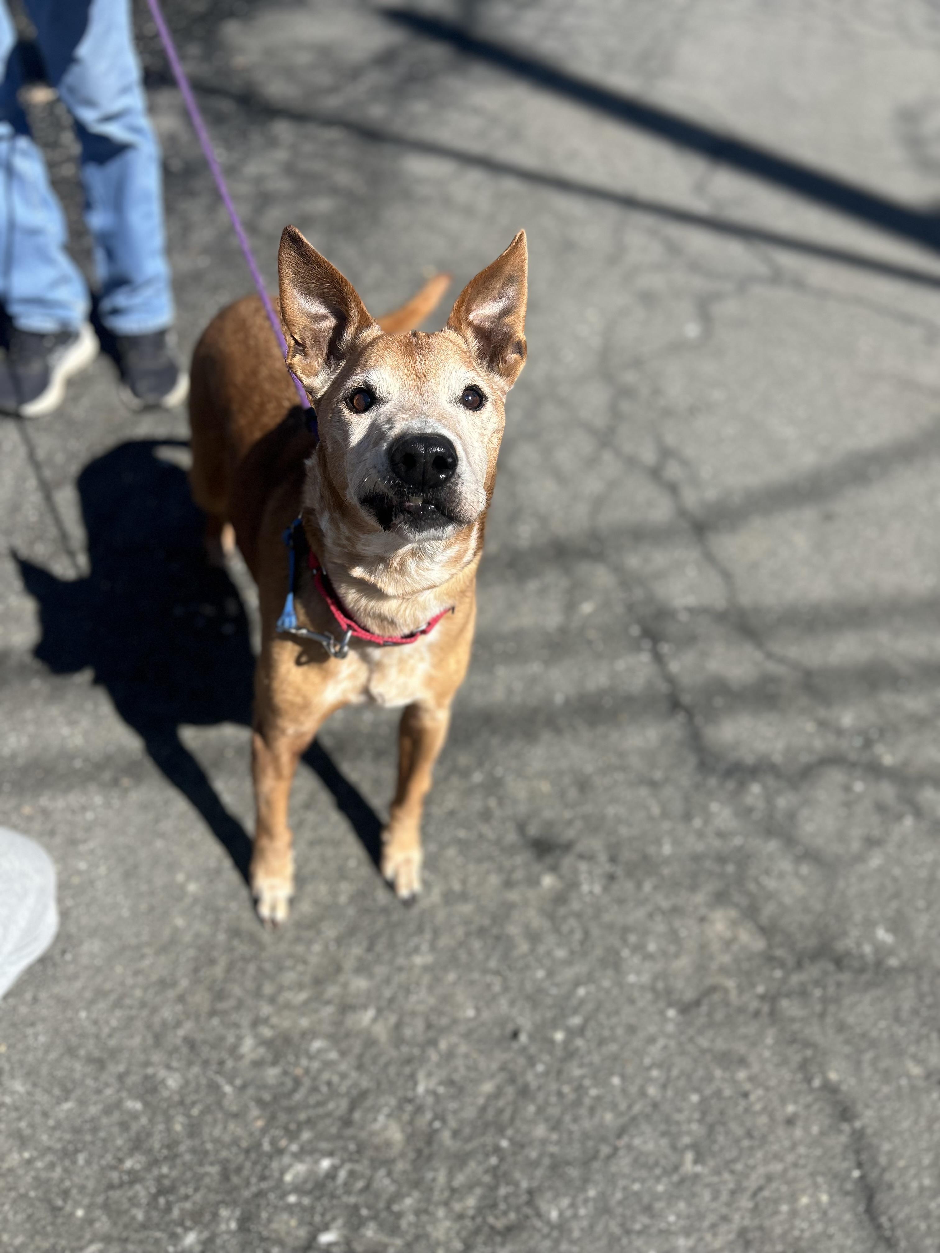 Enlarge Donny, a ADOPTABLE mixed breed in Mahwah, NJ image 2/6