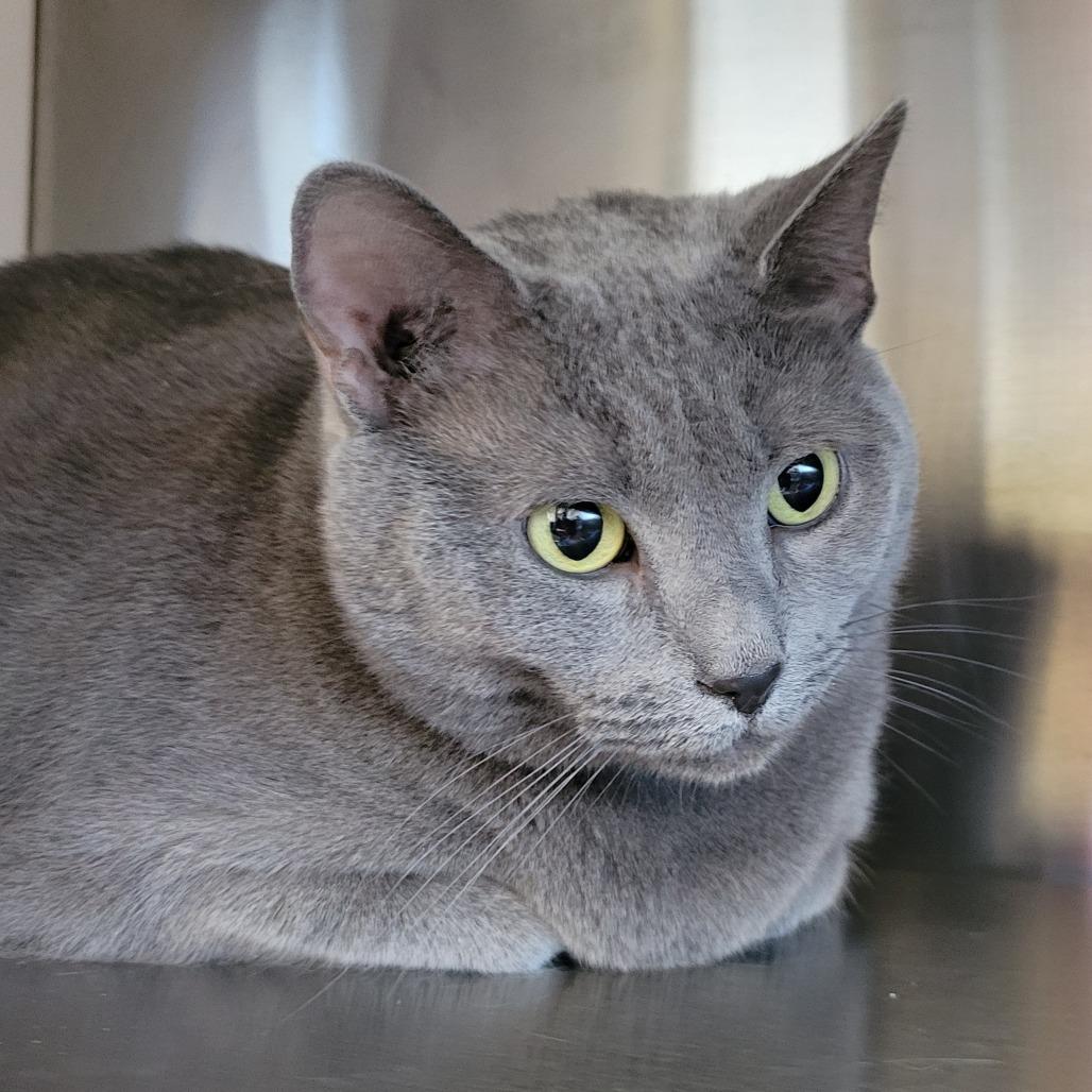 Luna, Adoptable, Senior Female Domestic Short Hair.