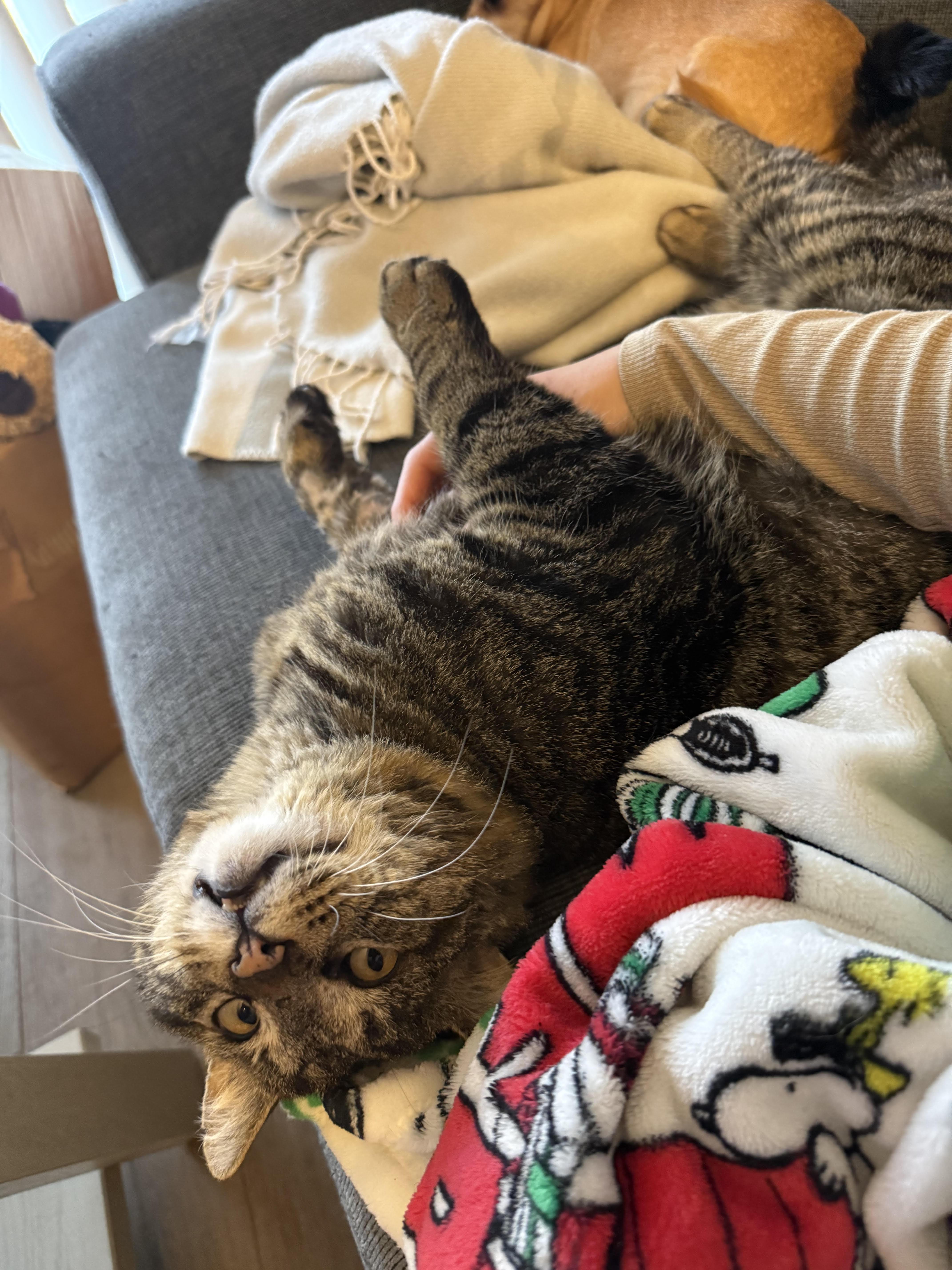 Enlarge Valentino, a ADOPTABLE mixed breed in Lombard, IL image 3/5