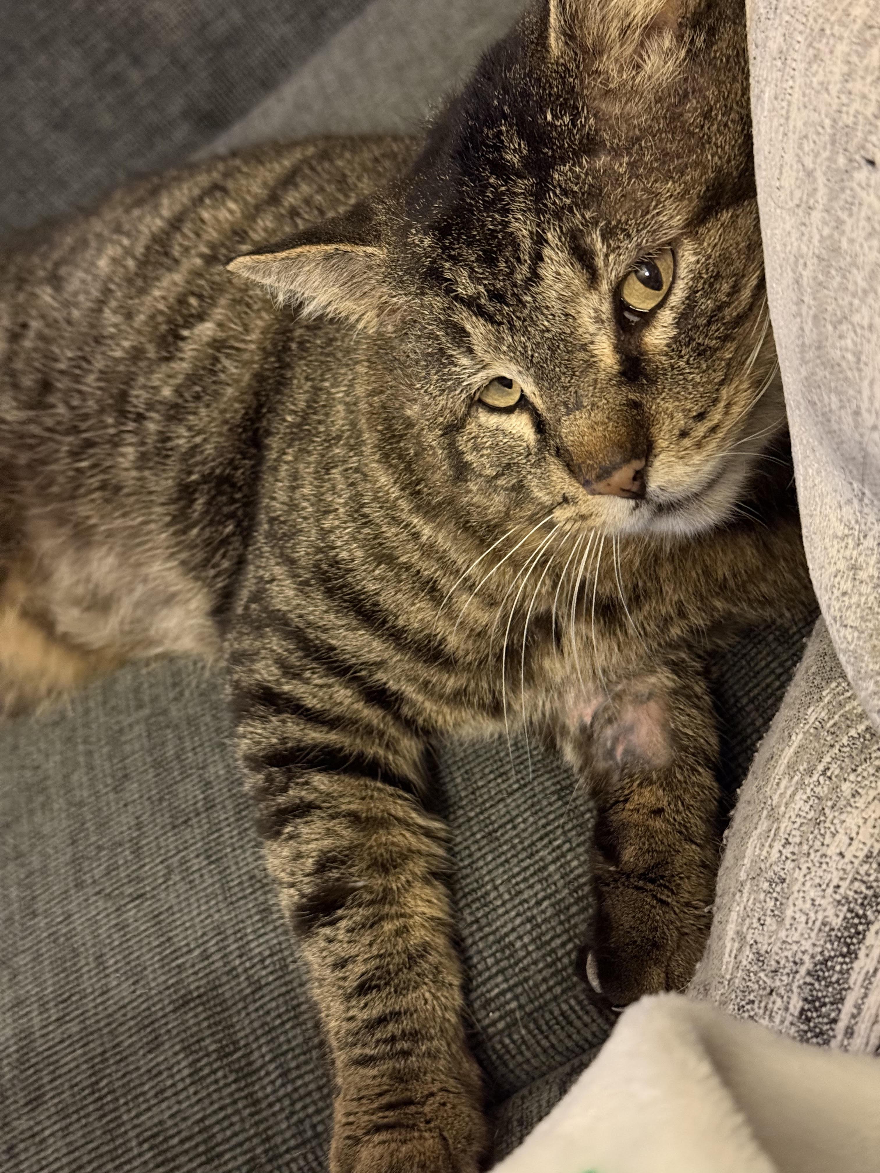 Enlarge Valentino, a ADOPTABLE mixed breed in Lombard, IL image 4/5