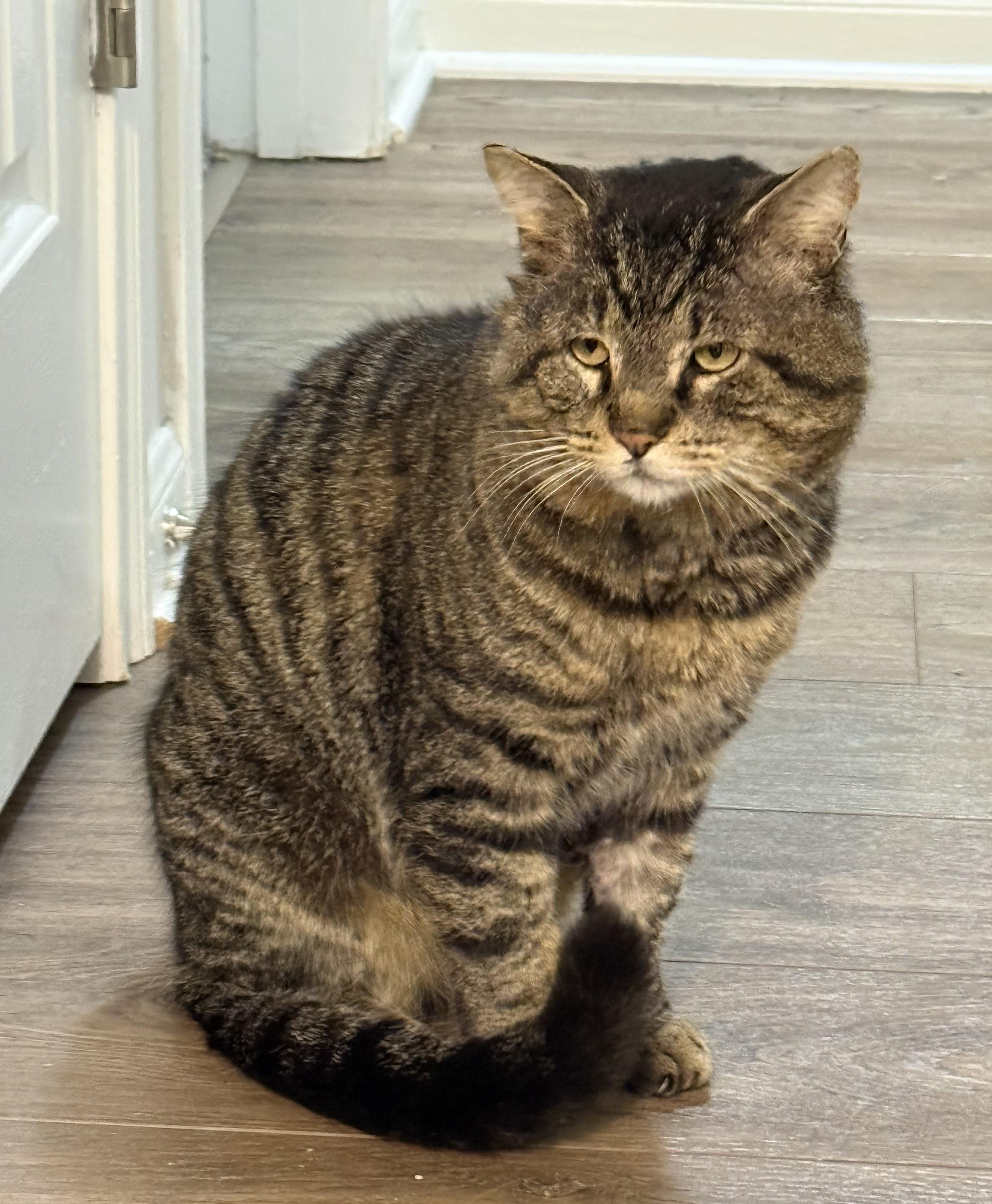 Valentino, ADOPTABLE, Adult Male Tabby & Domestic Short Hair.
